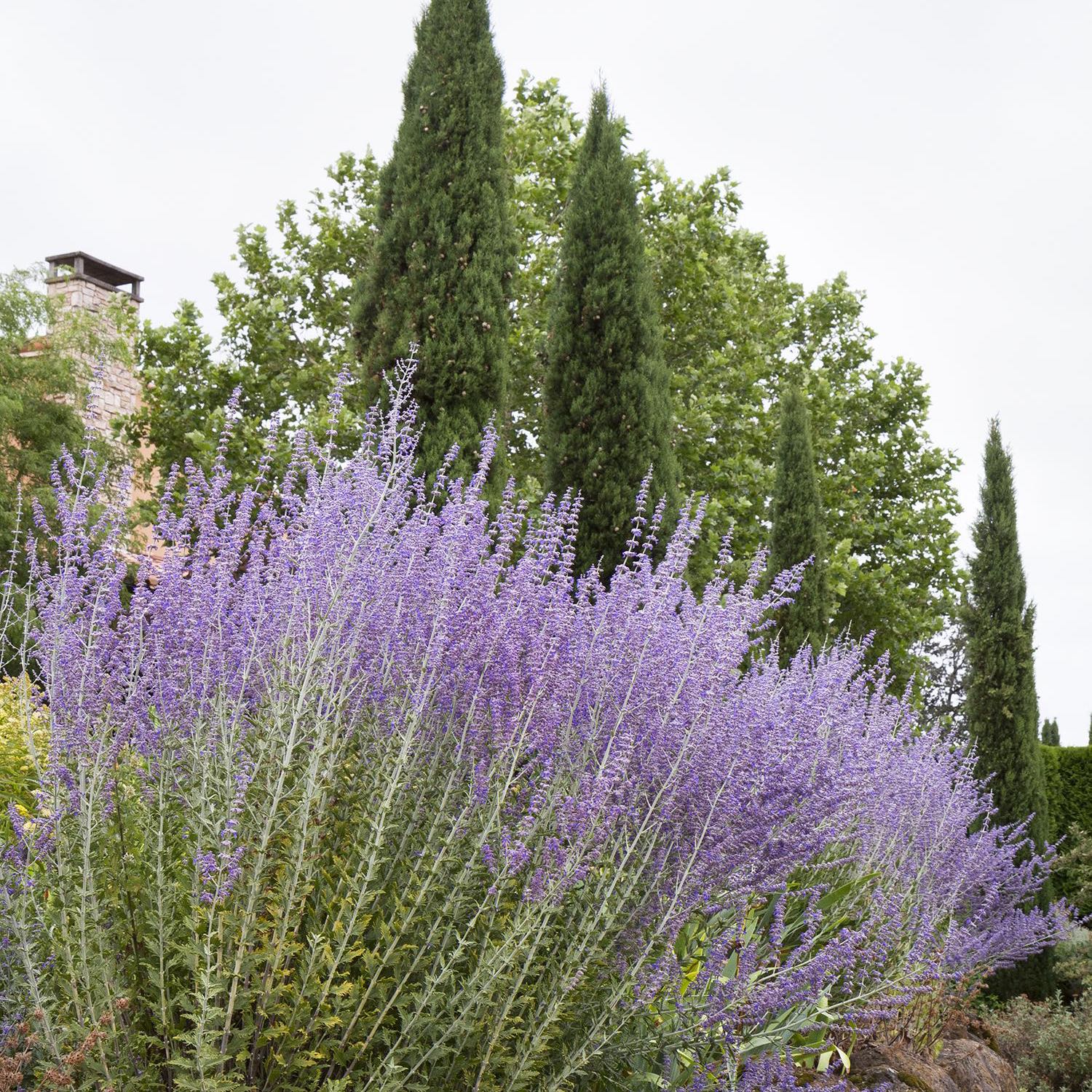 Photo of the plant species Russian Sage 'Bluesette' by @SugarJiaogulan named Apollo on Greg, the plant care app