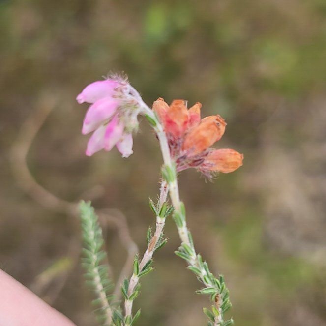 Photo of the plant species Crossleaf Heath by @CoolWandmullein named Beckham on Greg, the plant care app