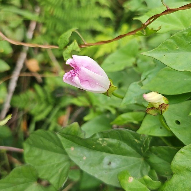 Photo of the plant species Appalachia False Bindweed by @CoolWandmullein named Maya on Greg, the plant care app