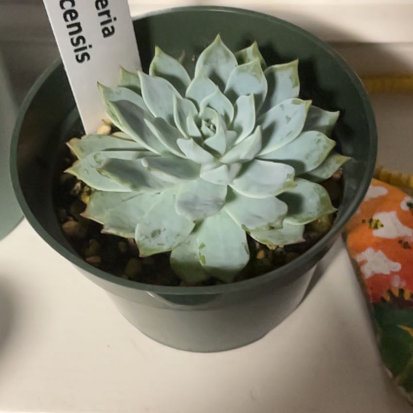 Photo of the plant species Echeveria Tolucensis by @FineWolflichen named Marilyn on Greg, the plant care app