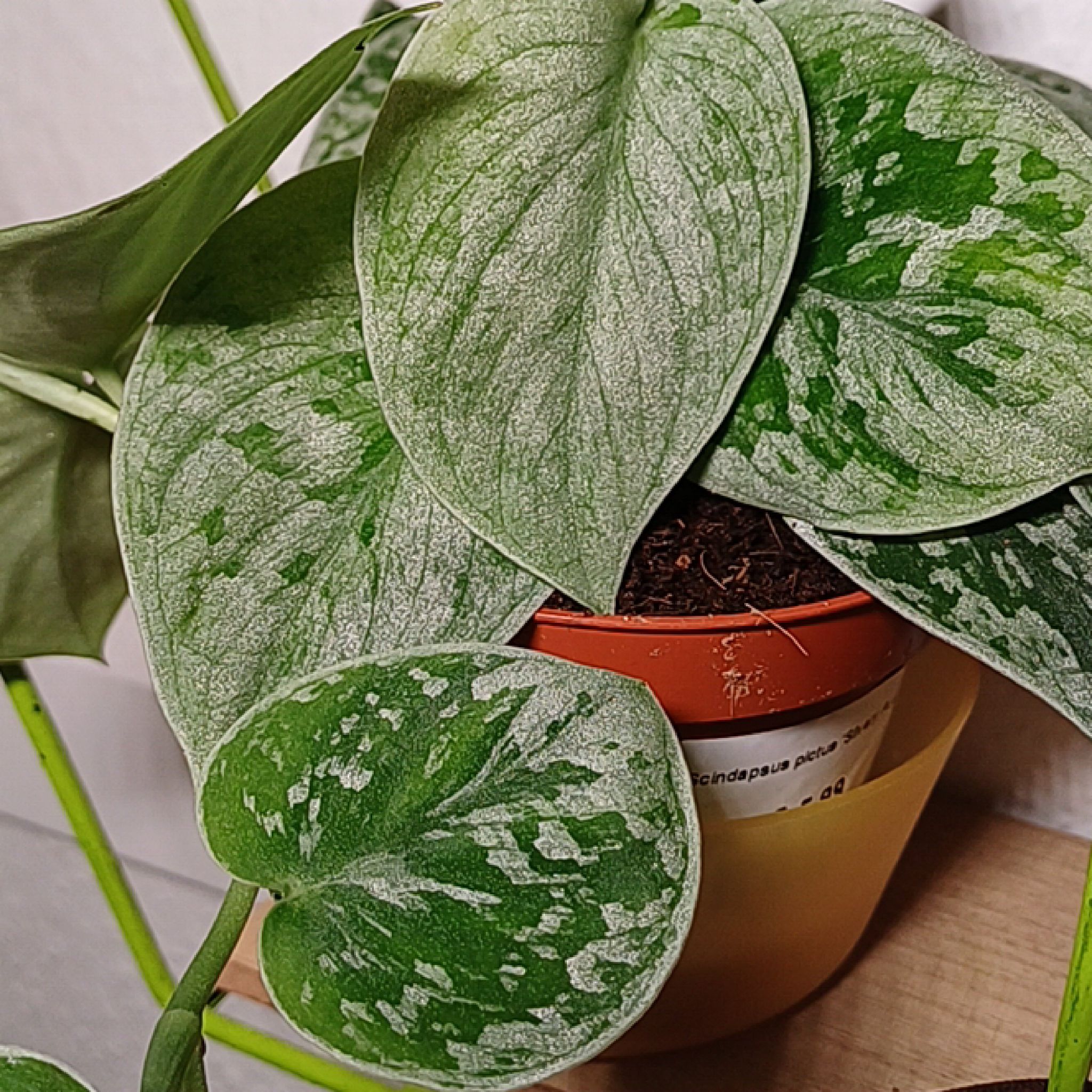 Photo of the plant species Scindapsus 'Silvery Anne' by @EarthyCyclamen named Walt on Greg, the plant care app