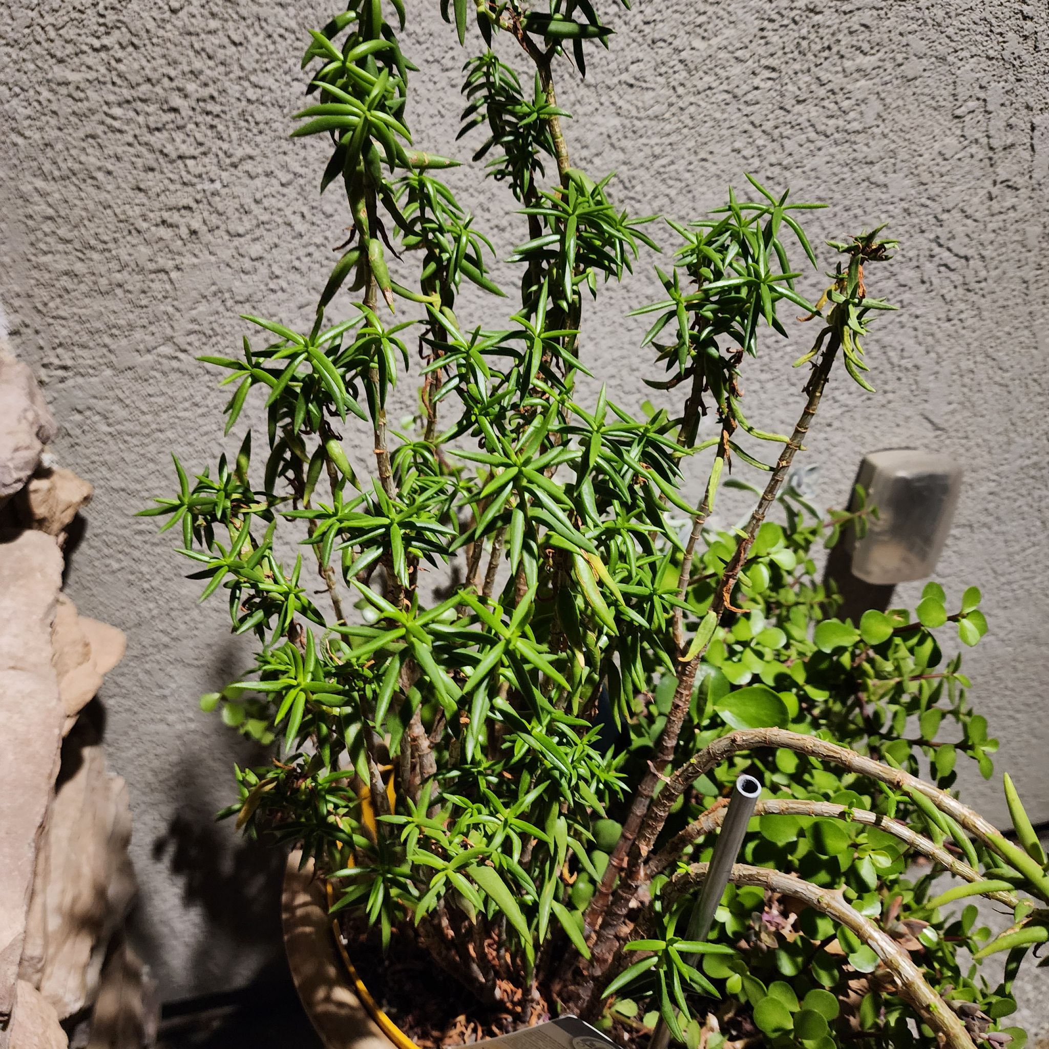 Photo of the plant species Banana succulent by @StarSempervivum named Surya on Greg, the plant care app
