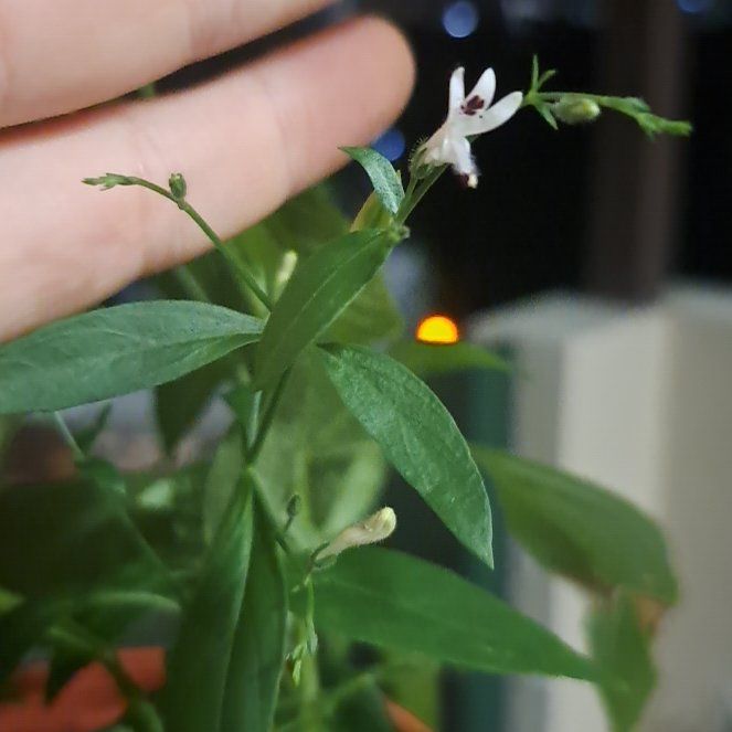 Photo of the plant species Creat by @GiftedMilkmaids named Robert Plant on Greg, the plant care app