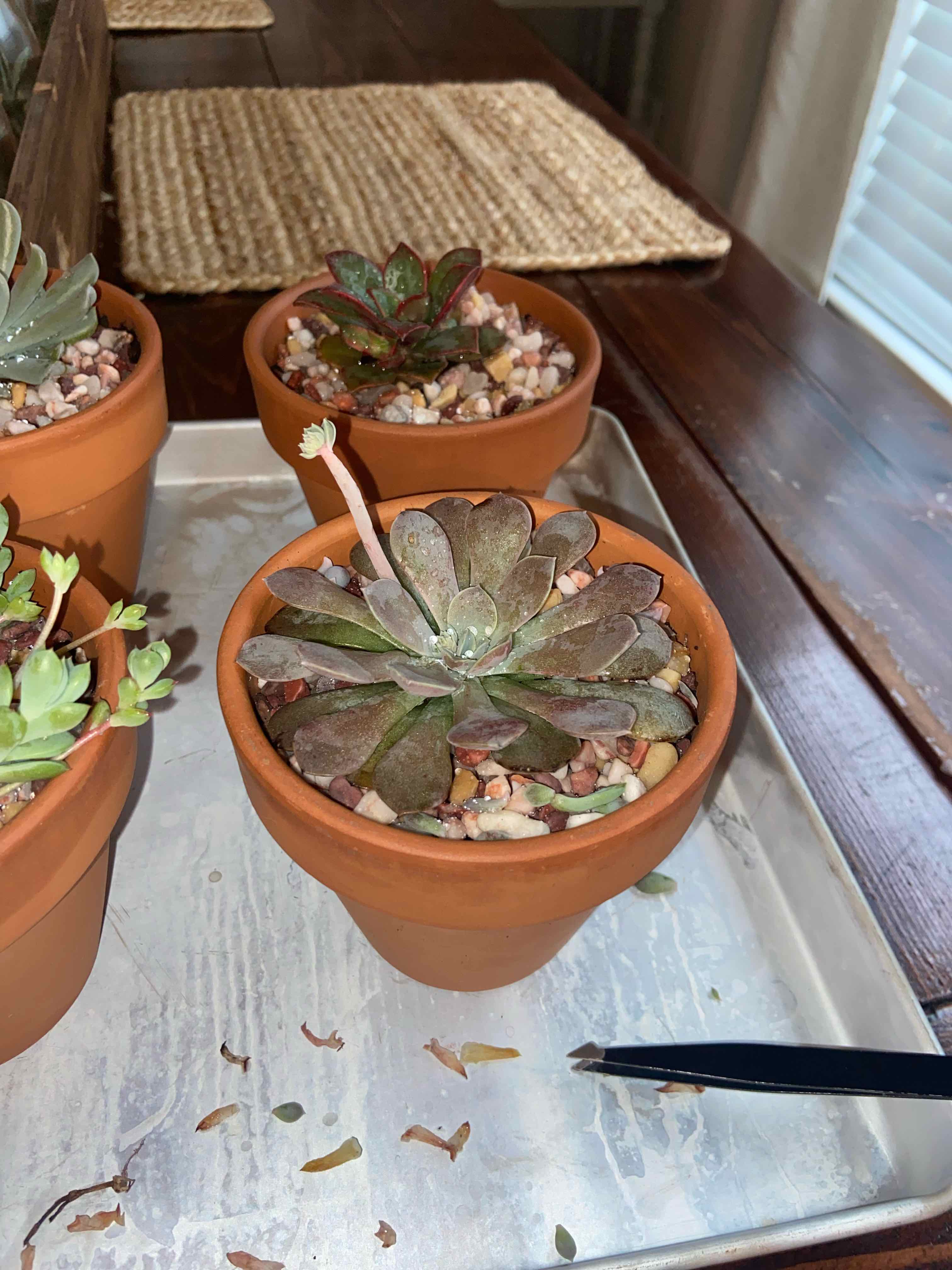 Potted Graptoveria 'Debbie' succulent on a tray with other similar plants.