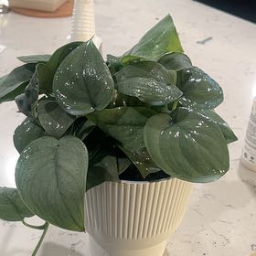 Photo of the plant species Platinum Satin Pothos by @CurrentOrchids named Queen on Greg, the plant care app