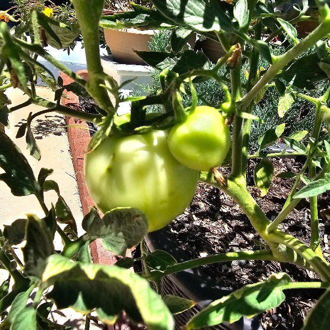 Photo of the plant species Brandywine Heirloom Tomato by @Jardin7 named Tomato on Greg, the plant care app