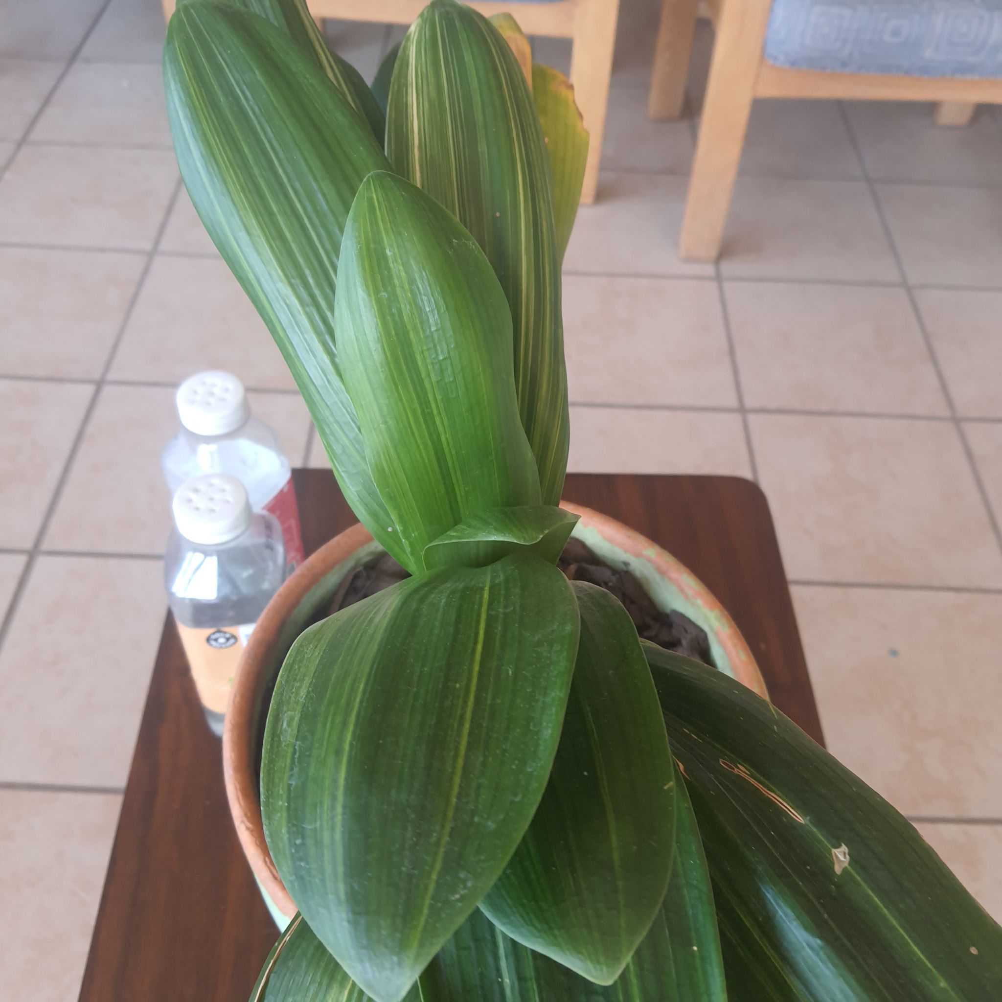Photo of the plant species Variegated Clivia by @KeenPrairiedock named Orwell on Greg, the plant care app