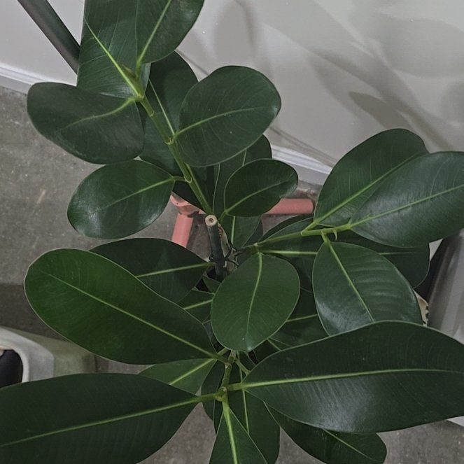 Photo of the plant species Ficus Microcarpa by @shannkyou named Achilles on Greg, the plant care app
