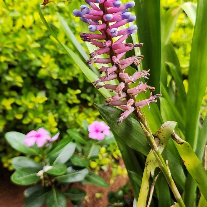 Photo of the plant species Matchstick bromeliad by @JocoseriousRuby named Rosemary on Greg, the plant care app