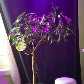 Photo of the plant species Mini Lime by @NimbleRyebrome named Lyvia on Greg, the plant care app