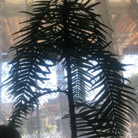 Photo of the plant species Wollemi Pine by @GuruChismastree named Surya on Greg, the plant care app