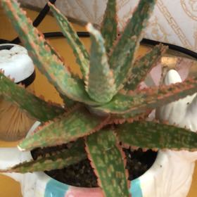 Photo of the plant species Carmine Aloe by @GuruChismastree named Hemingway on Greg, the plant care app