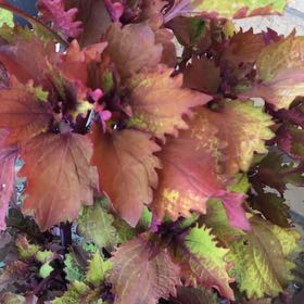 Photo of the plant species Coleus Campfire by @GuruChismastree named Prince on Greg, the plant care app