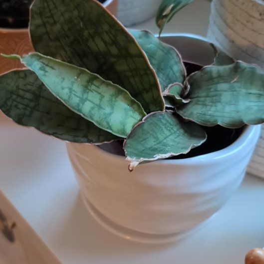 Photo of the plant species Sansevieria Kirkii Coppertone by @coryj named Queen on Greg, the plant care app