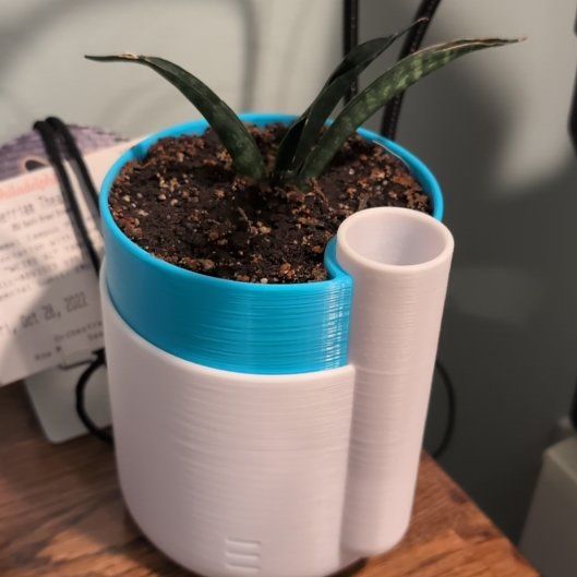 Photo of the plant species Snake Plant Crocodile Rock by @coryj named Morgan Treeman on Greg, the plant care app