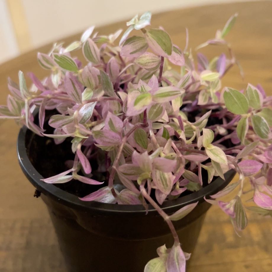 Photo of the plant species Tradescantia Pink Panther by @FamedHopsage named Bodhi on Greg, the plant care app