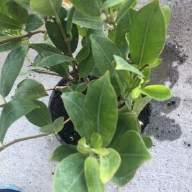 Photo of the plant species Mandevilla boliviensis by @LesLazz named White Mandevilla on Greg, the plant care app