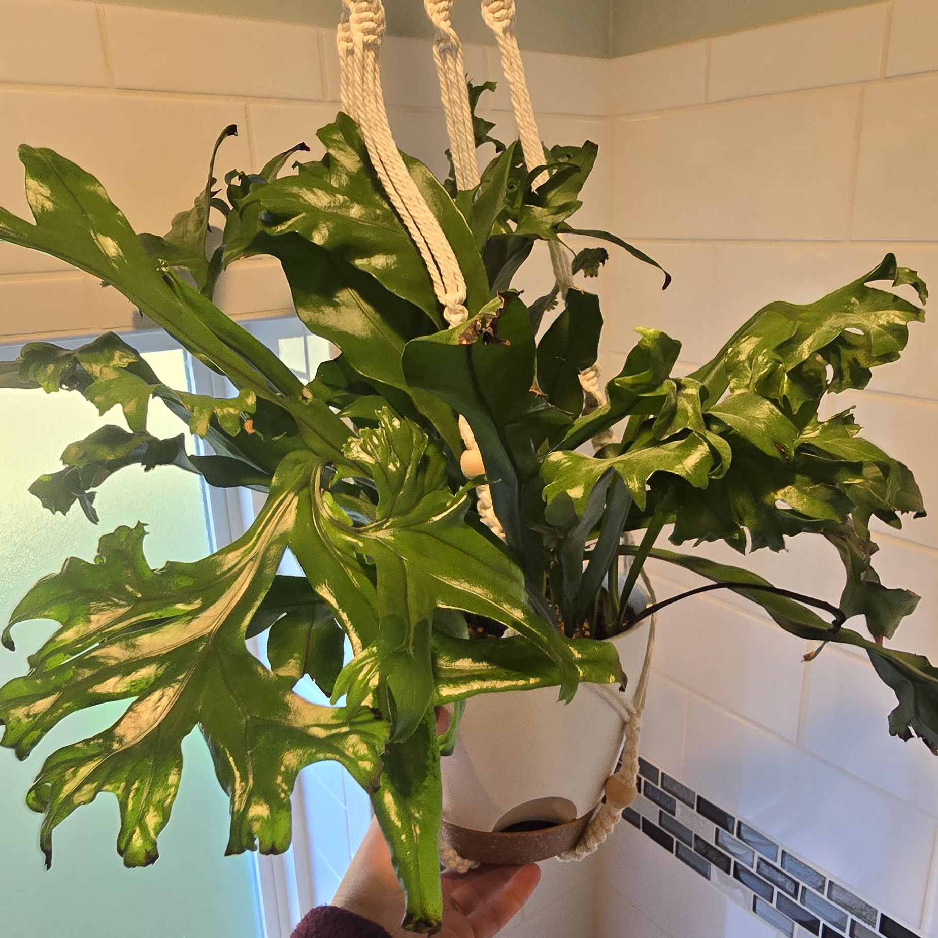 Photo of the plant species Chrissy Fern by @NewTukauki46 named Fern on Greg, the plant care app