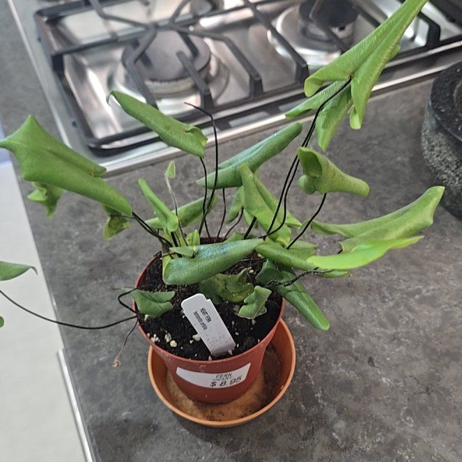 Photo of the plant species Fern Heart by @NewTukauki46 named Lavender on Greg, the plant care app