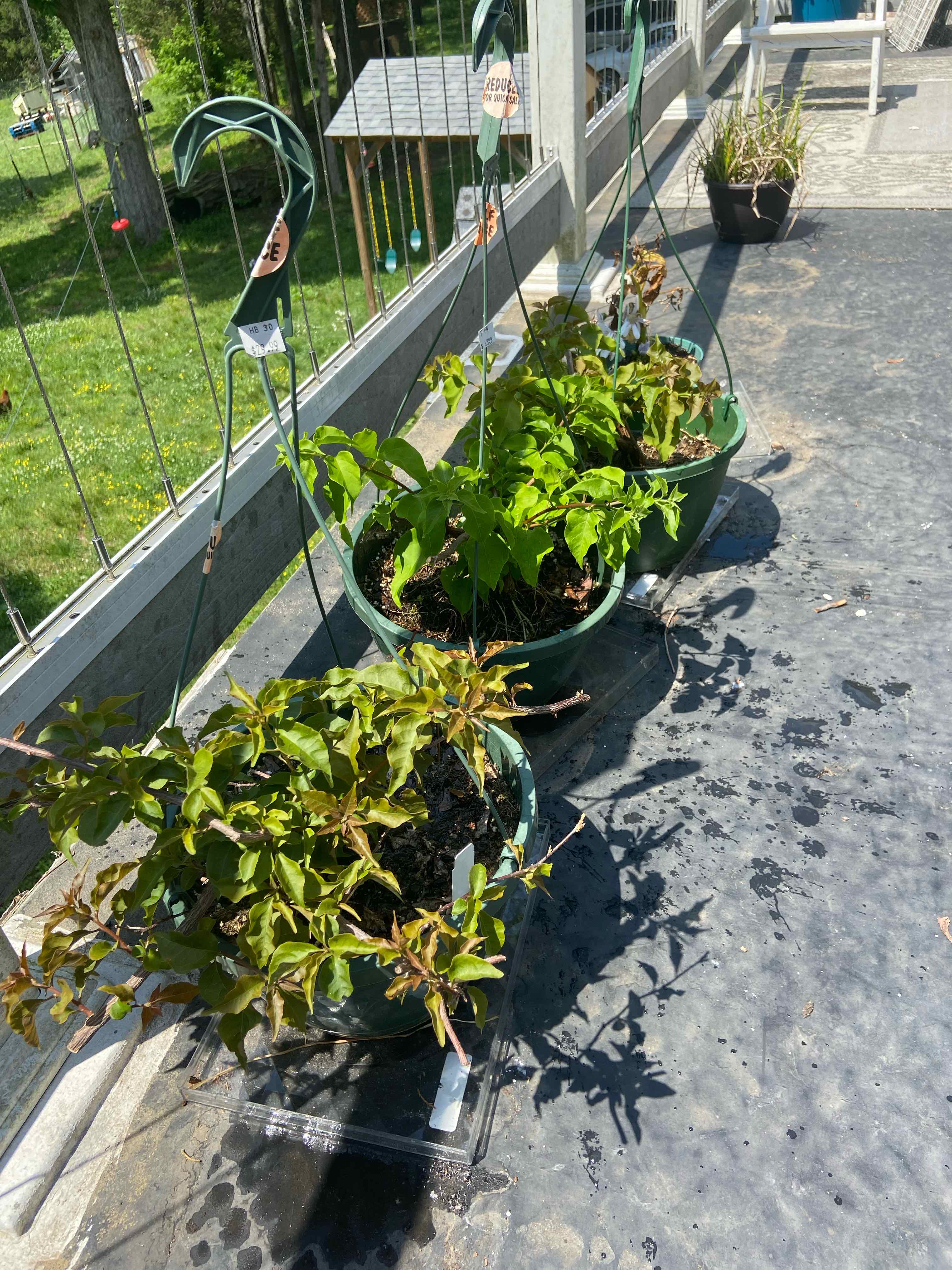 Three potted Lesser Bougainvillea plants on a balcony with some yellowing and browning leaves.