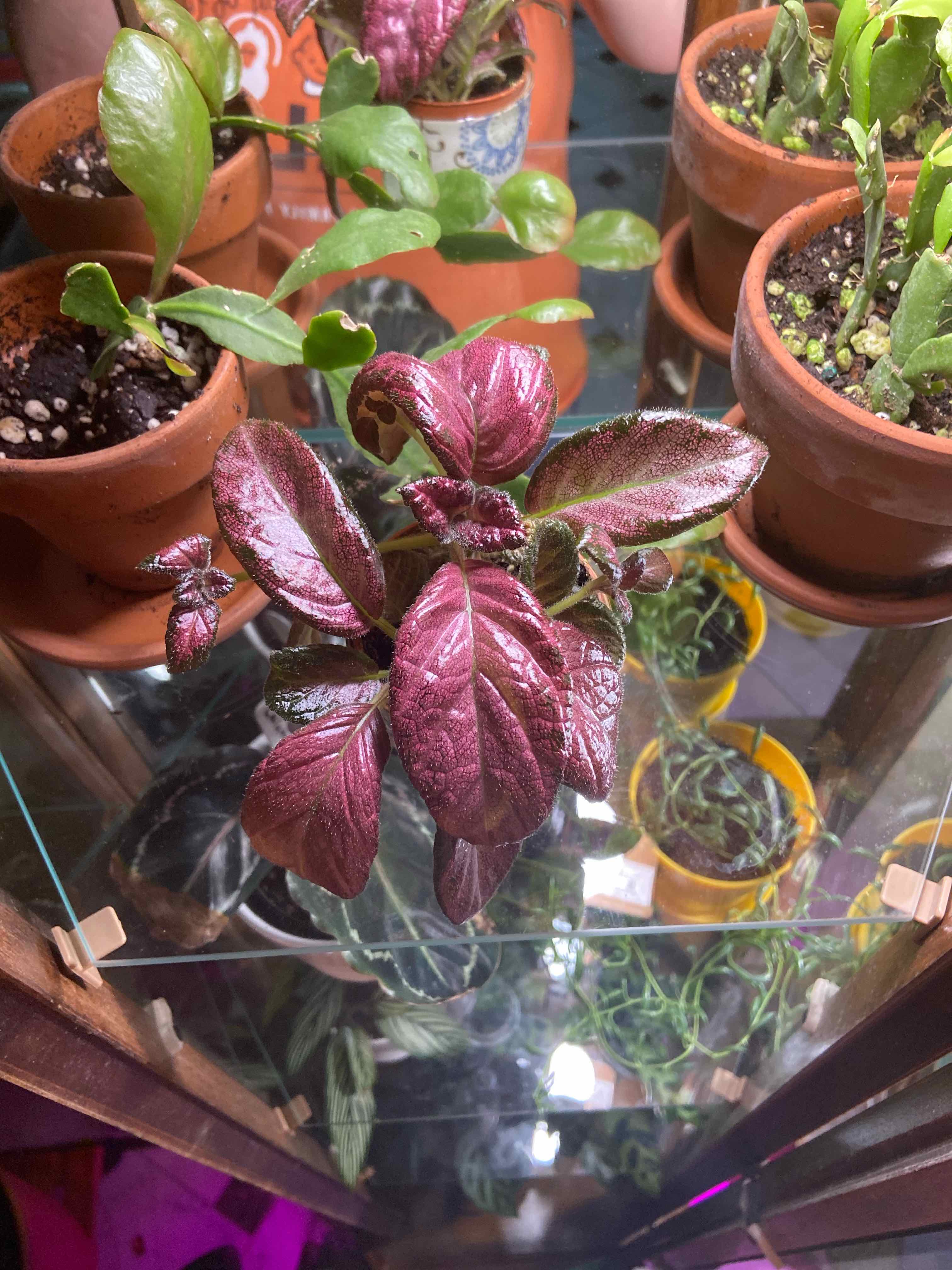 Flame Violet plant with vibrant reddish-purple leaves in a pot, surrounded by other potted plants.