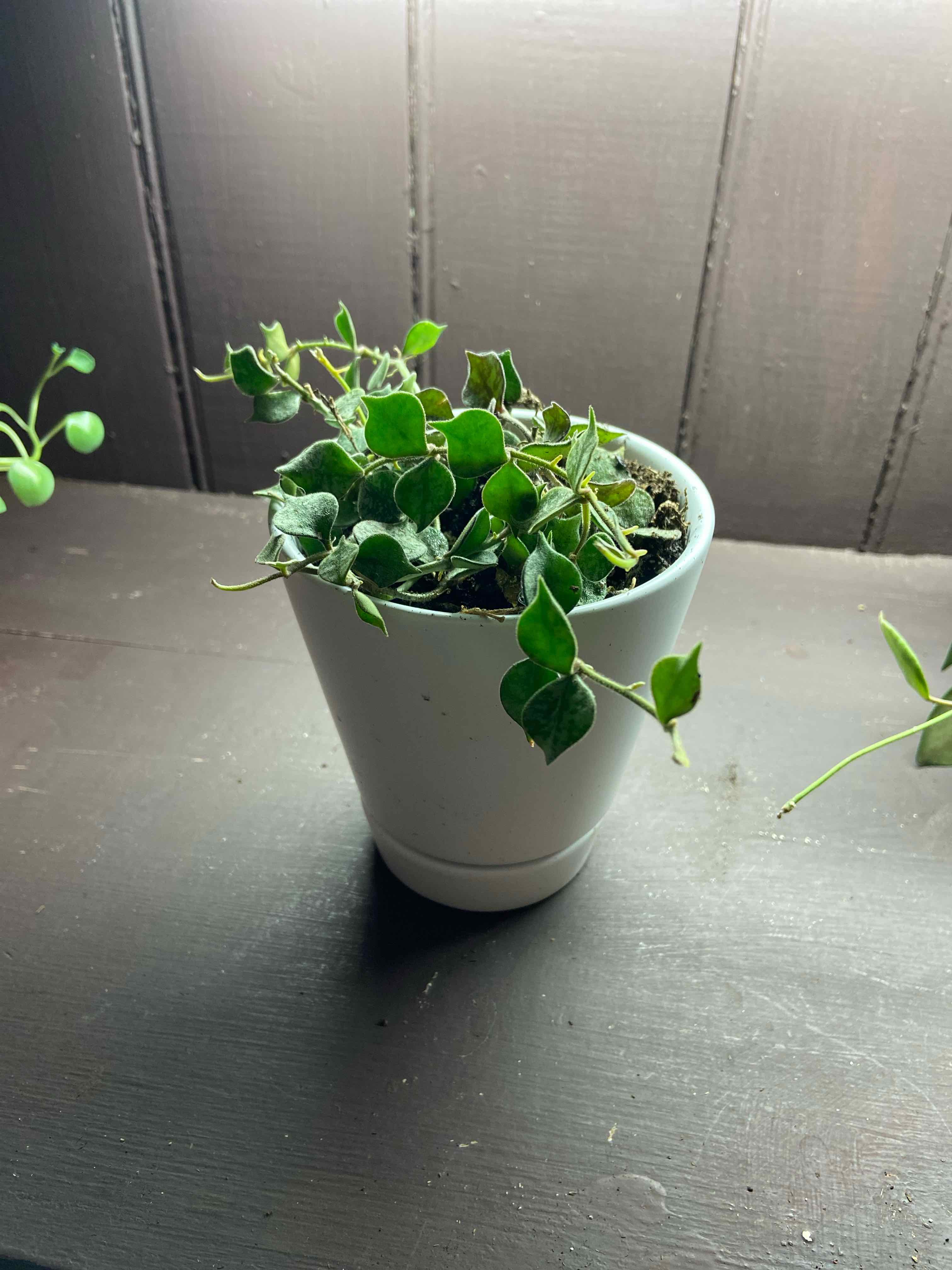 Potted Fung Wax Flower plant with green leaves in a white pot.