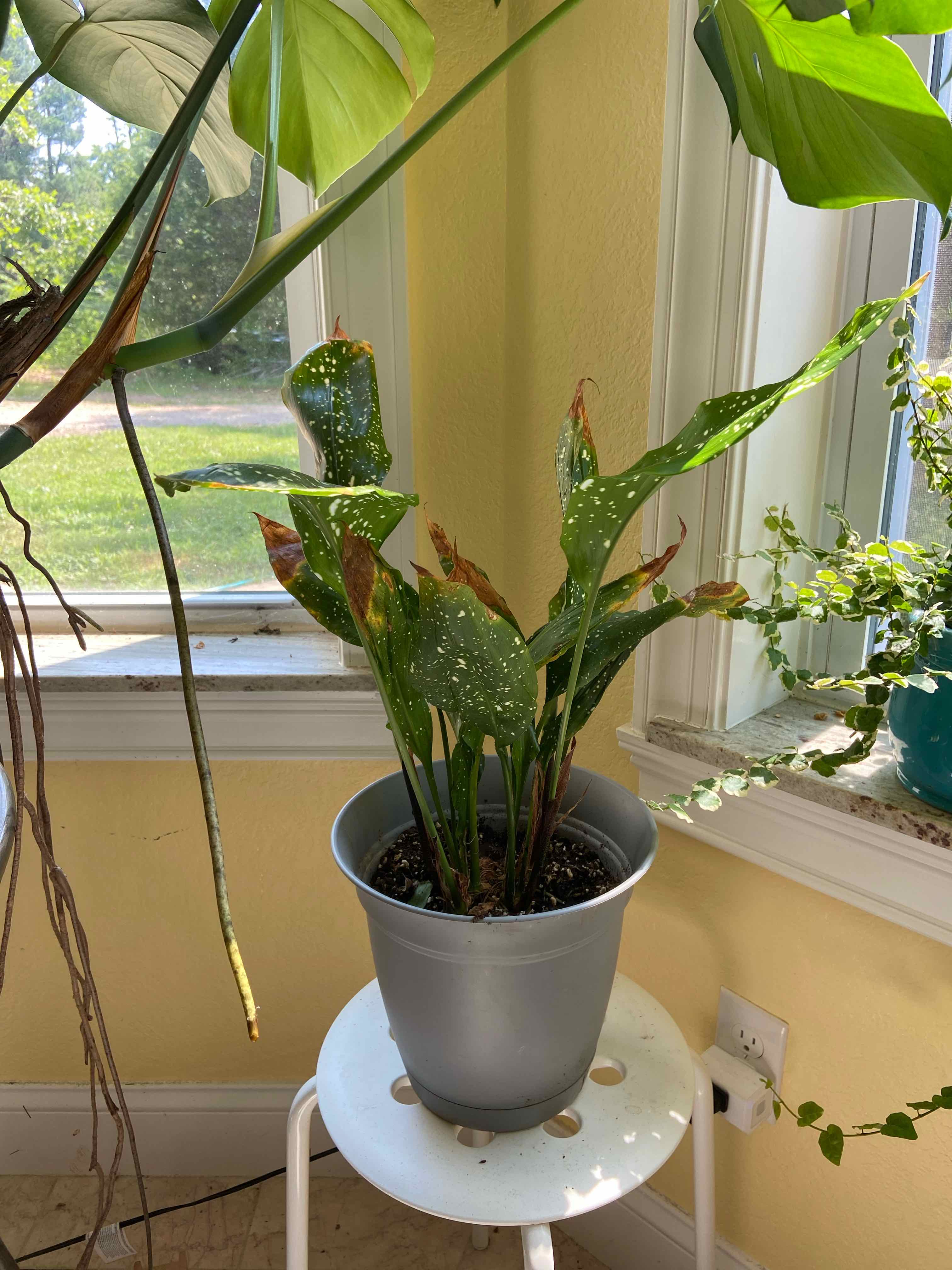 Potted Cast Iron Milky Way plant with speckled leaves and some browning tips, placed indoors near a window.