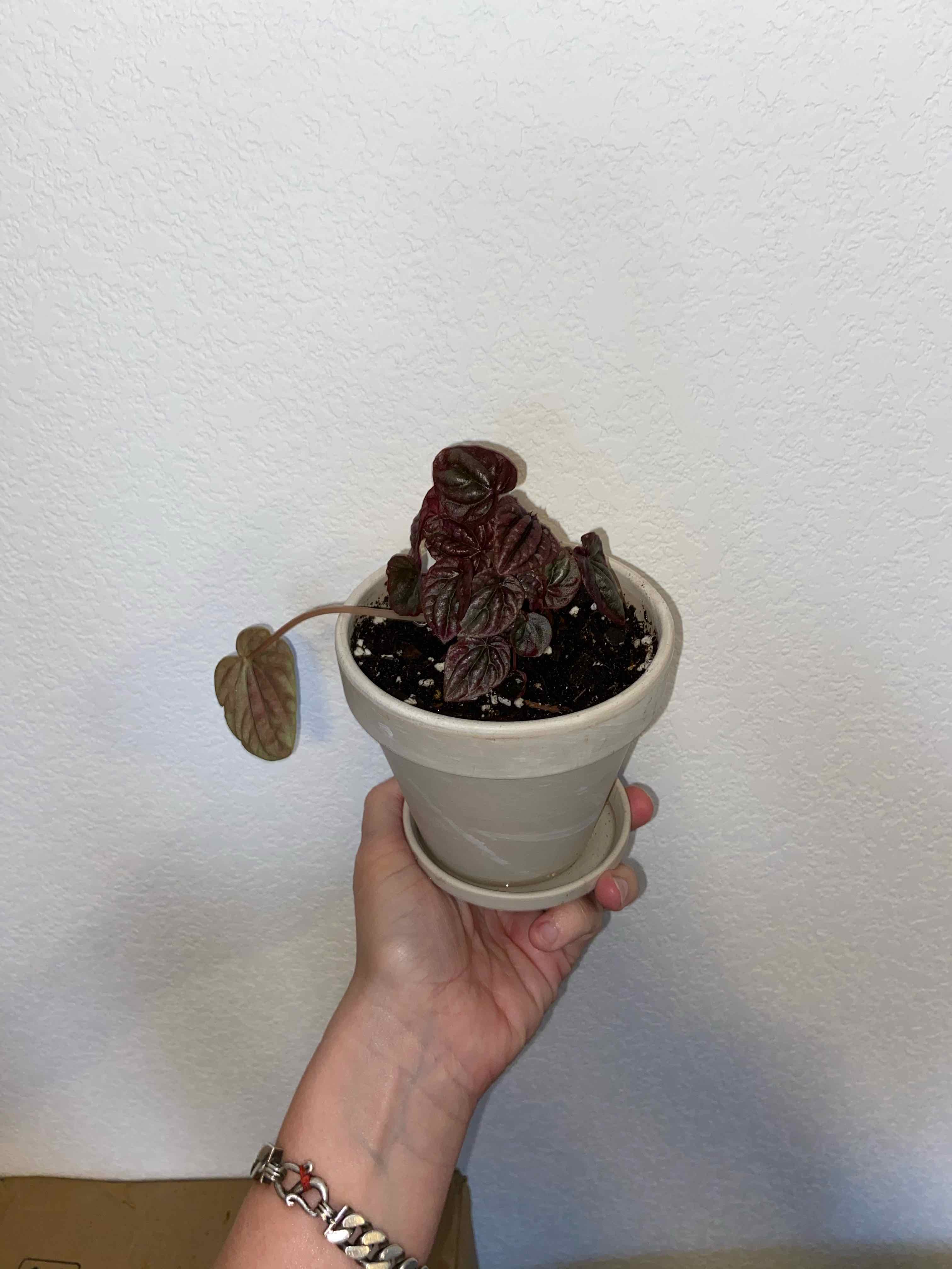 Emerald Ripple Peperomia plant in a small pot held by a hand.