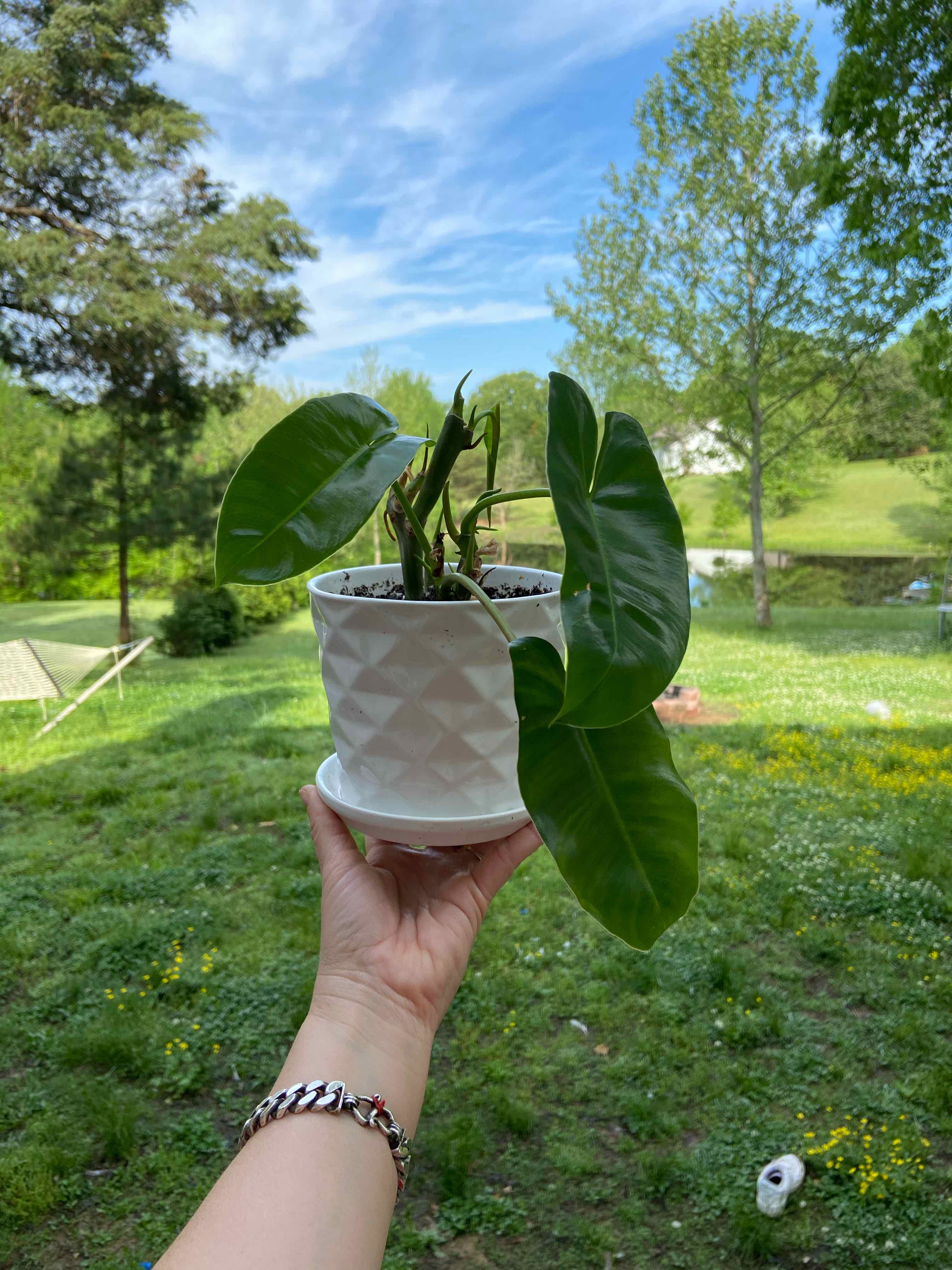 Burle Marx plant in a white pot held up against a green outdoor background.