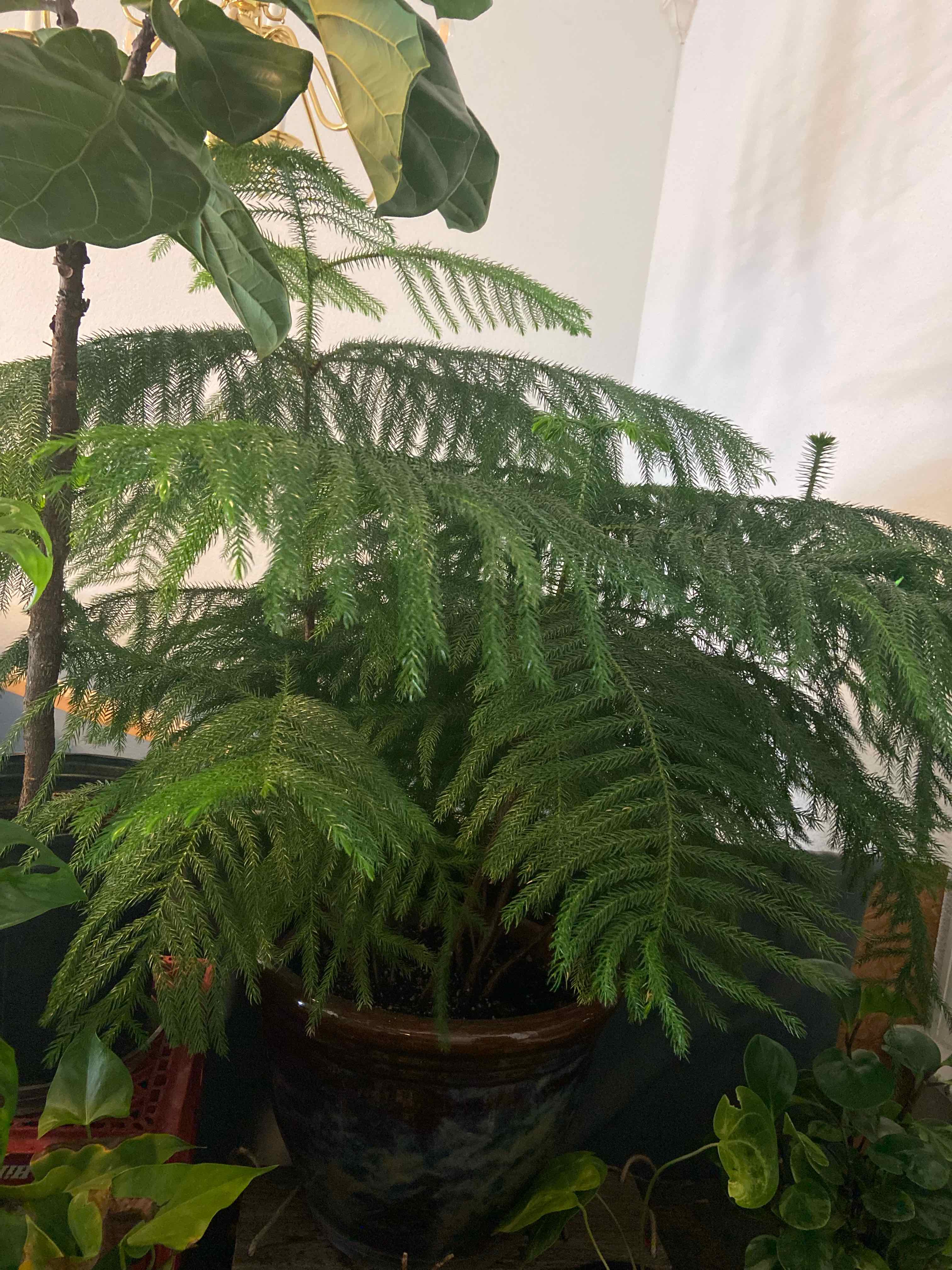 Plant care for Kauri on Greg, the plant care app