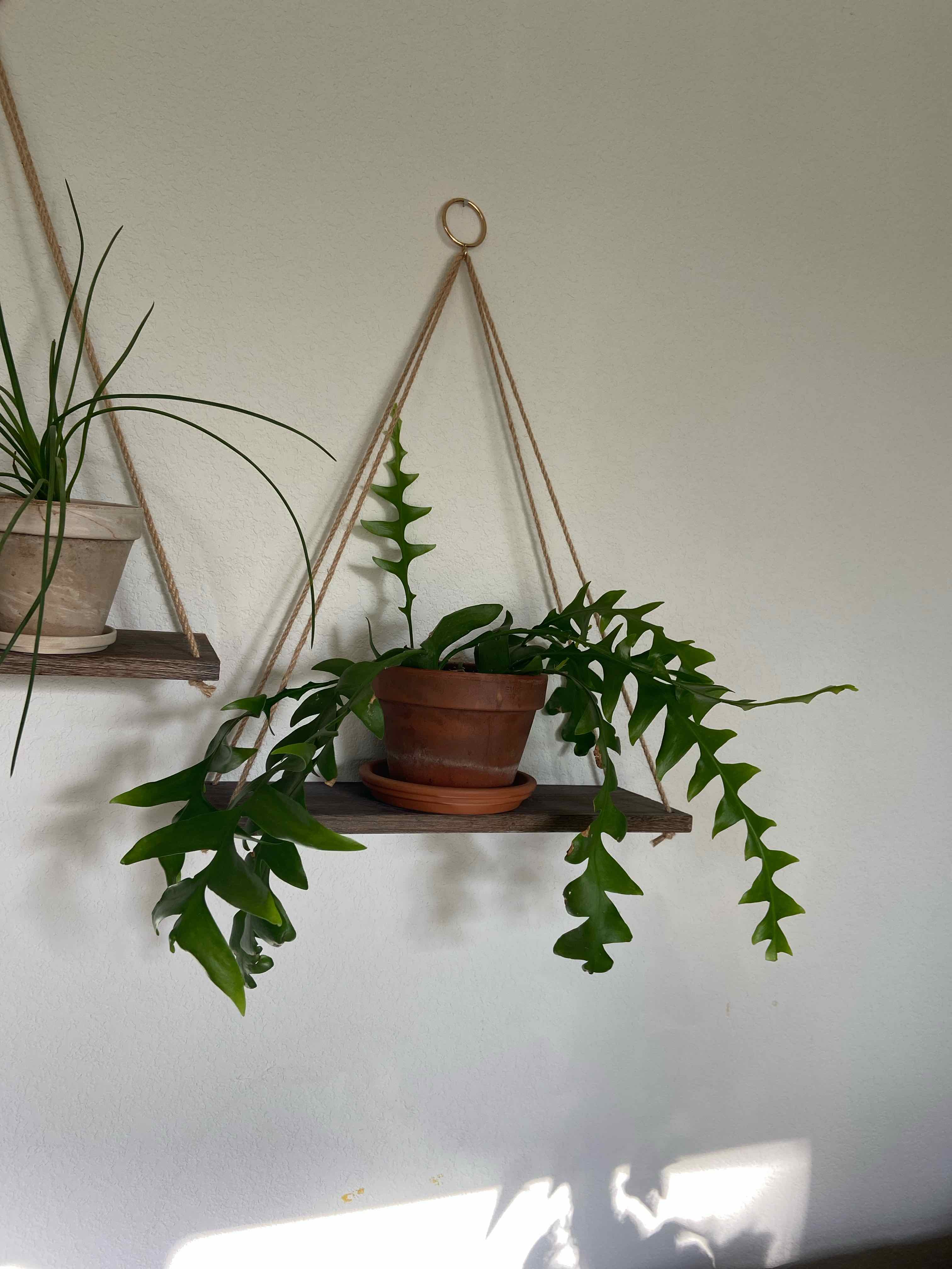 Shark fin cactus (Epiphyllum anguliger) in a hanging pot with vibrant green leaves.