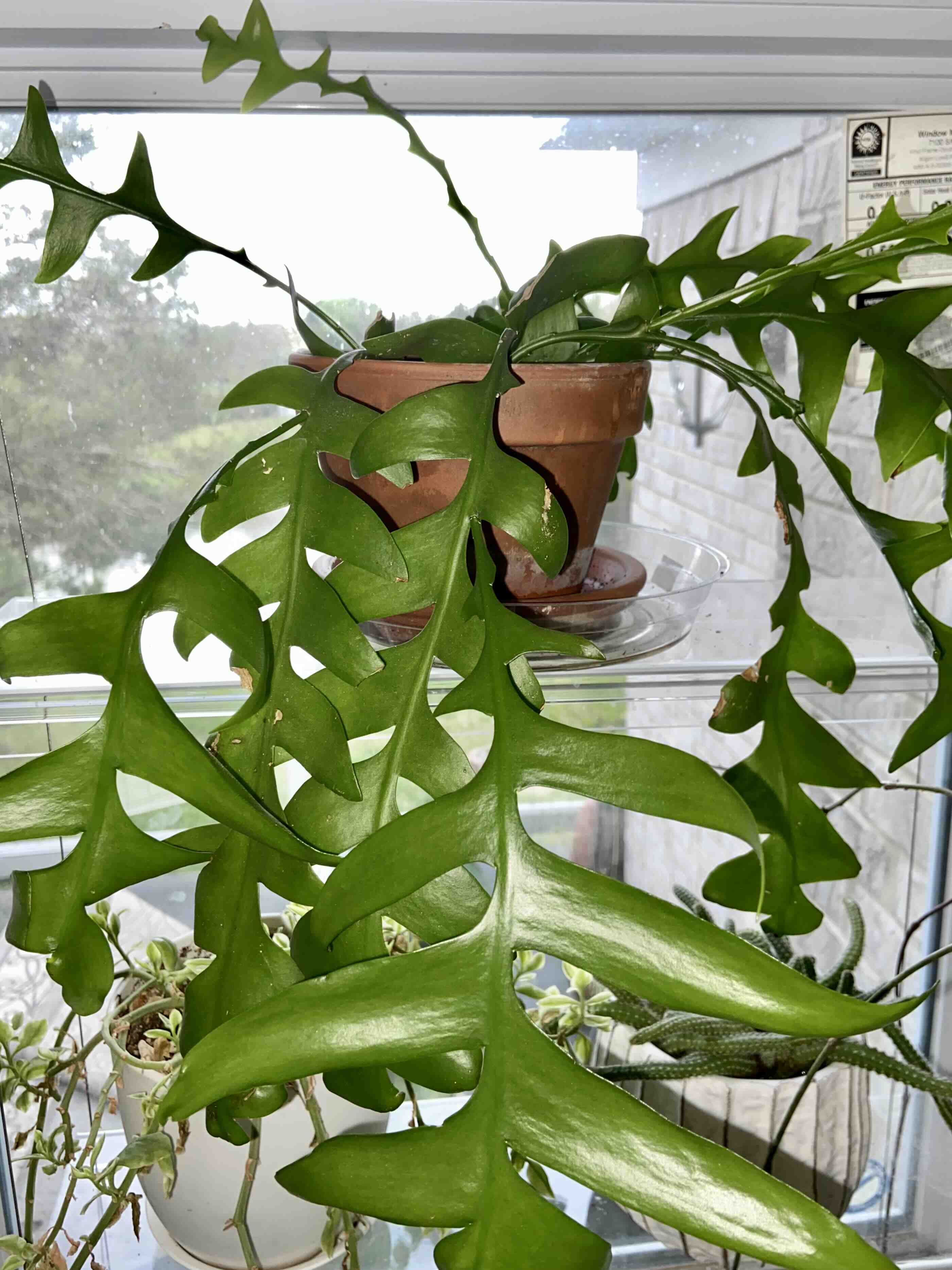 Healthy shark fin cactus with vibrant green leaves in a terracotta pot.