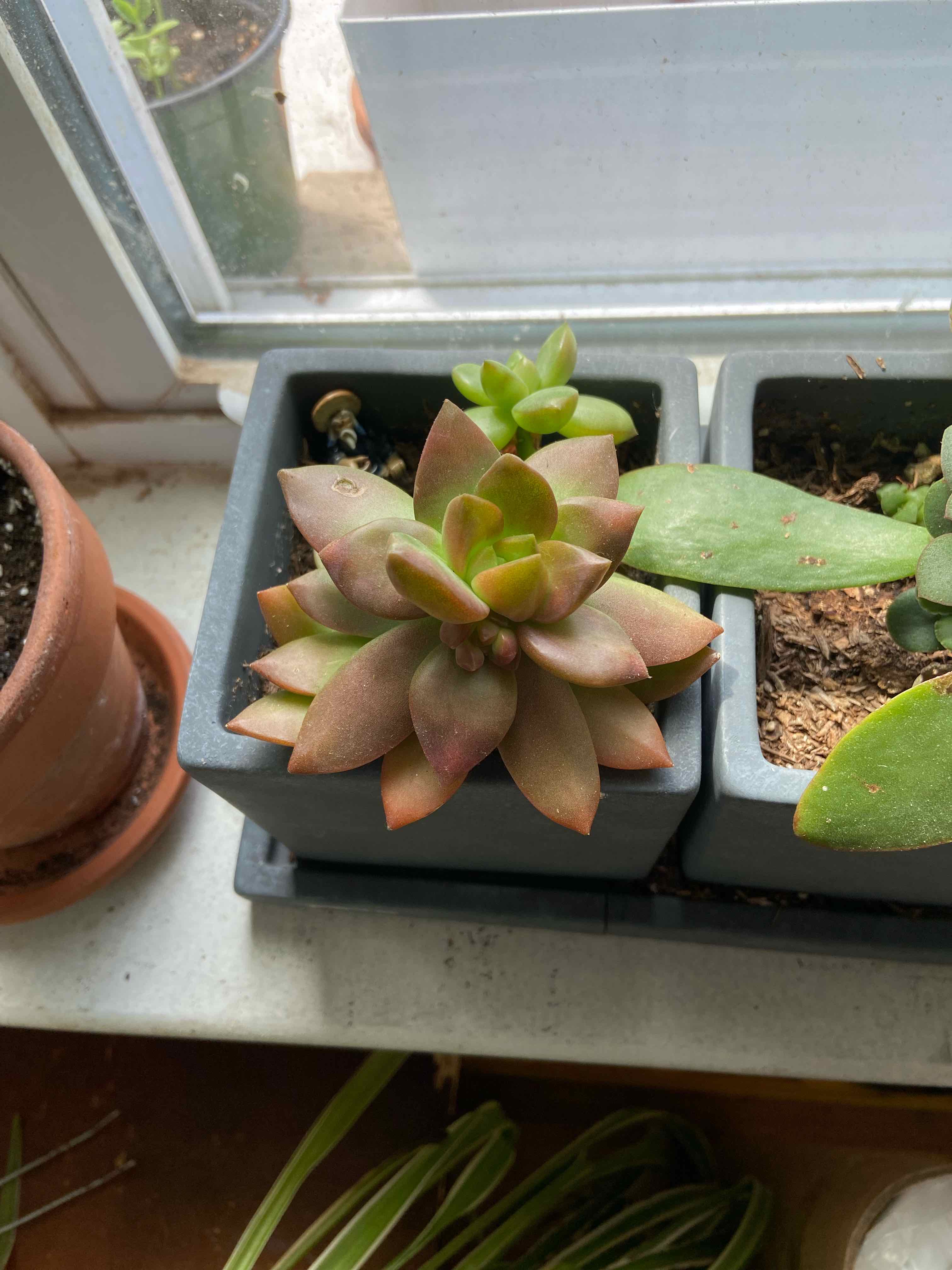 Sedum adolphi 'Golden Glow' succulent in a pot on a windowsill, appearing healthy.
