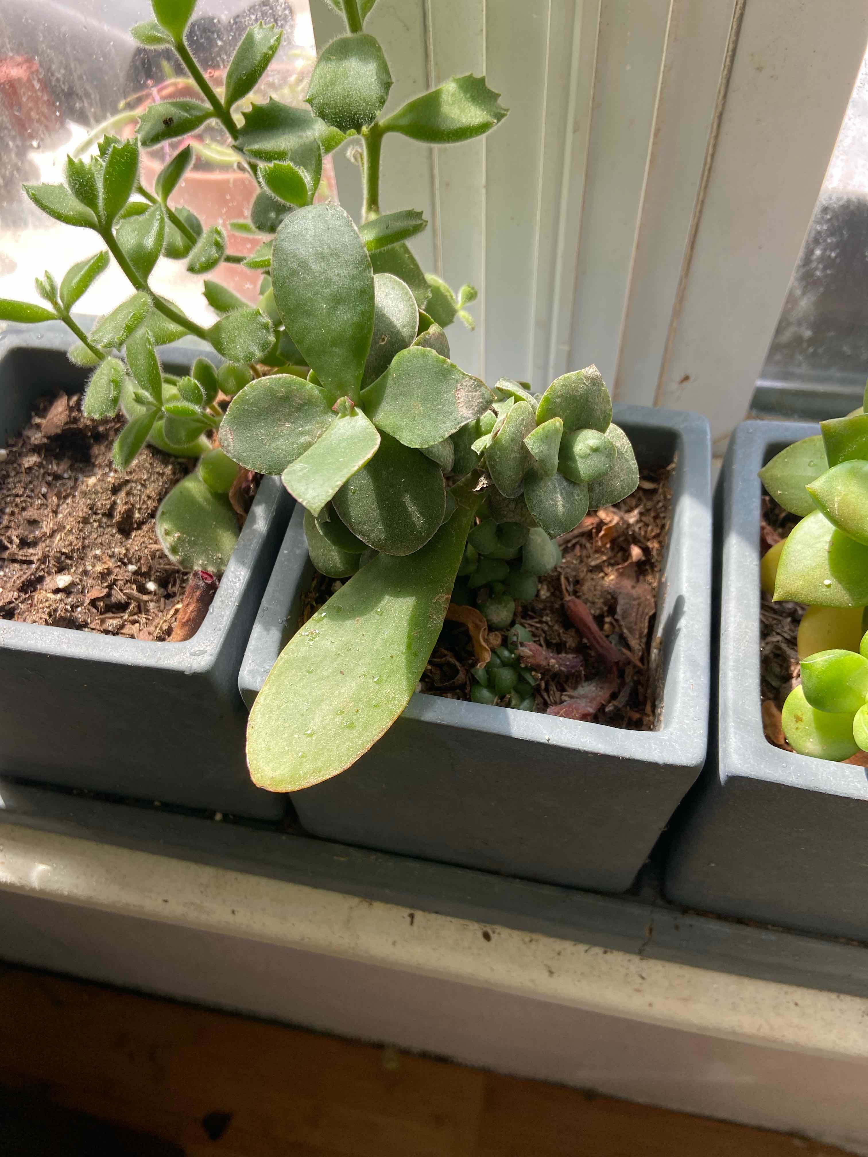 Plant care for Caribea on Greg, the plant care app