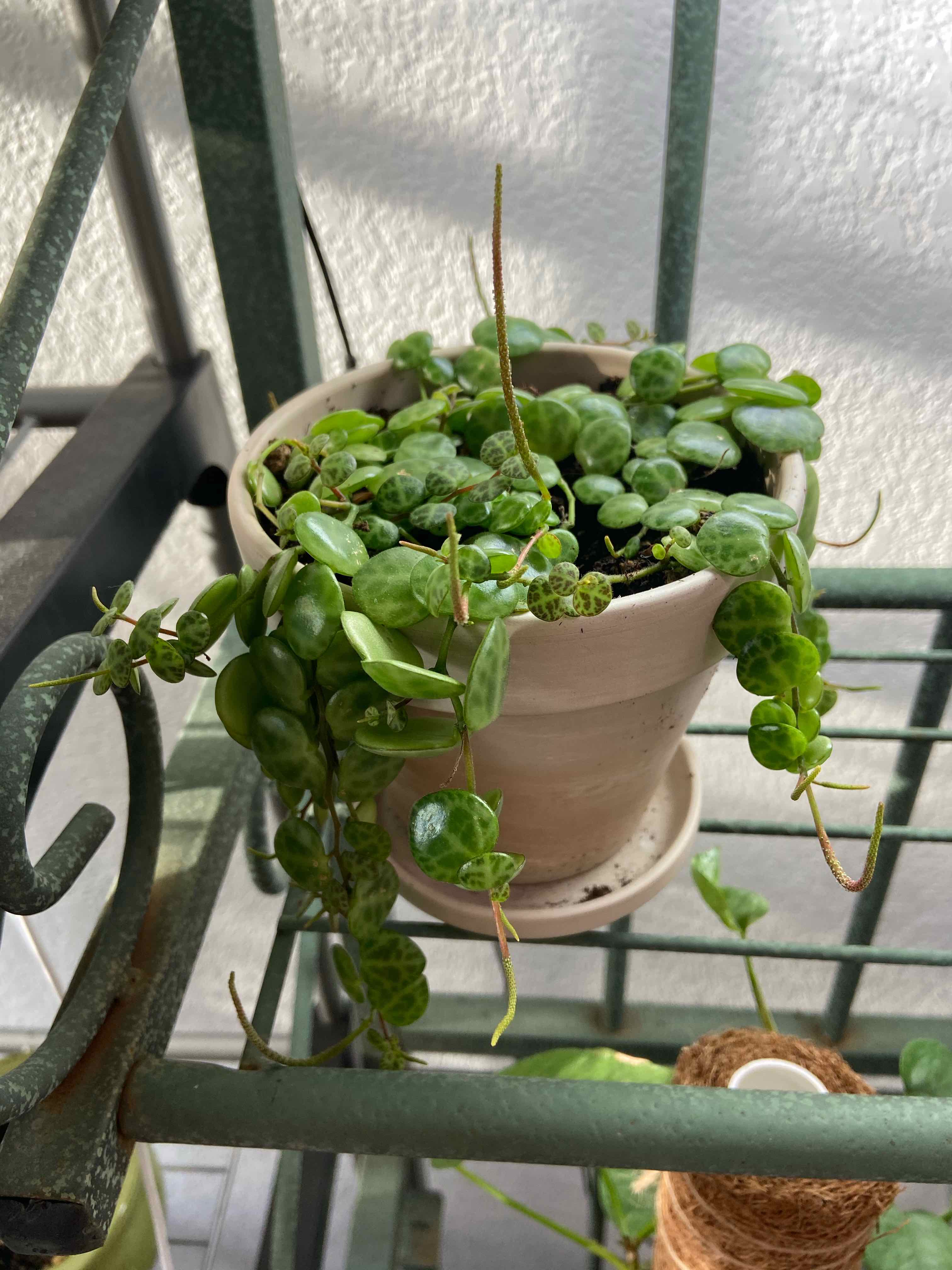 Potted String of Turtles plant with healthy green leaves, partially visible soil.