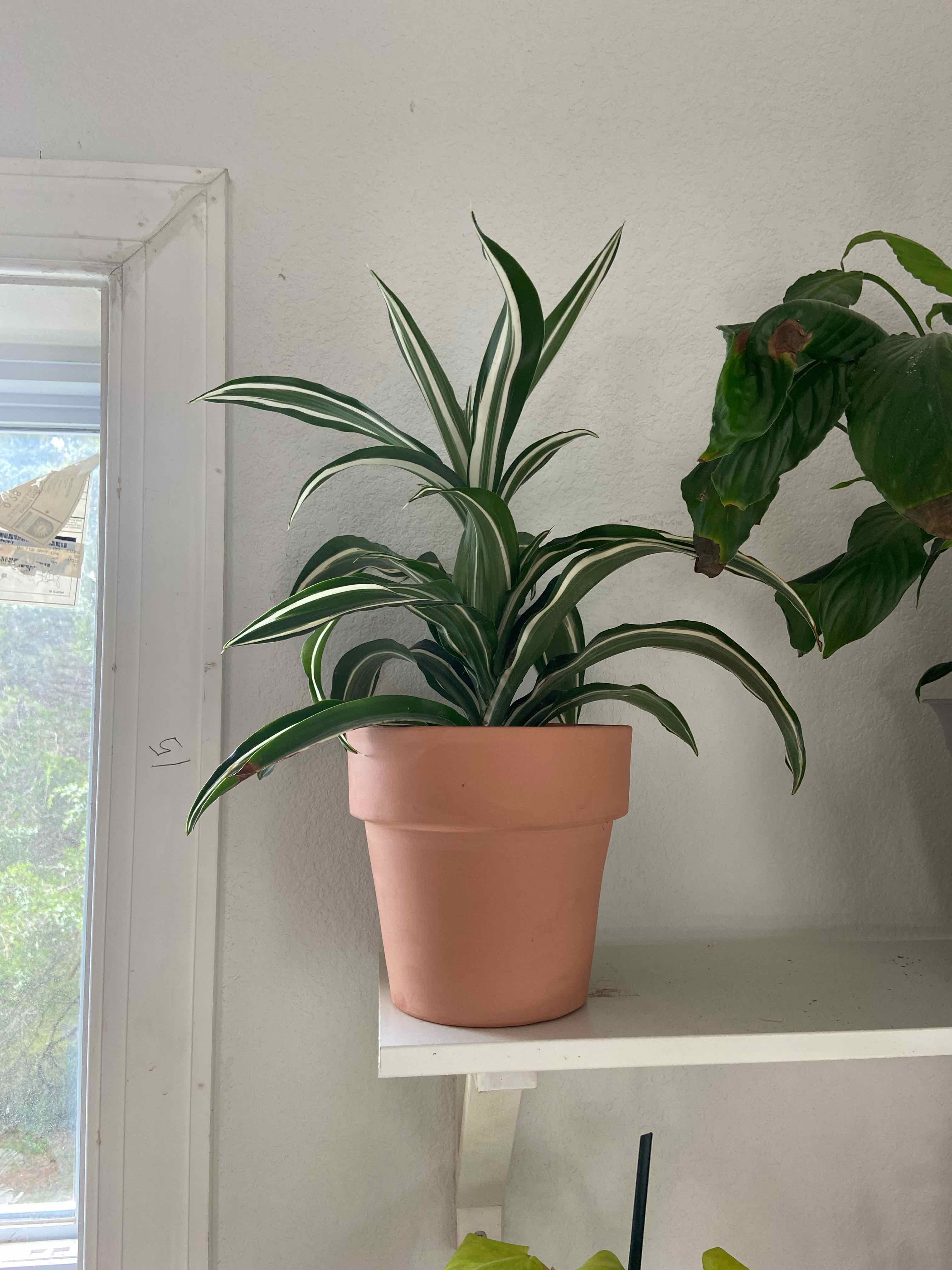 Dracaena 'Warneckii' plant in a terracotta pot on a shelf, healthy with vibrant green leaves.