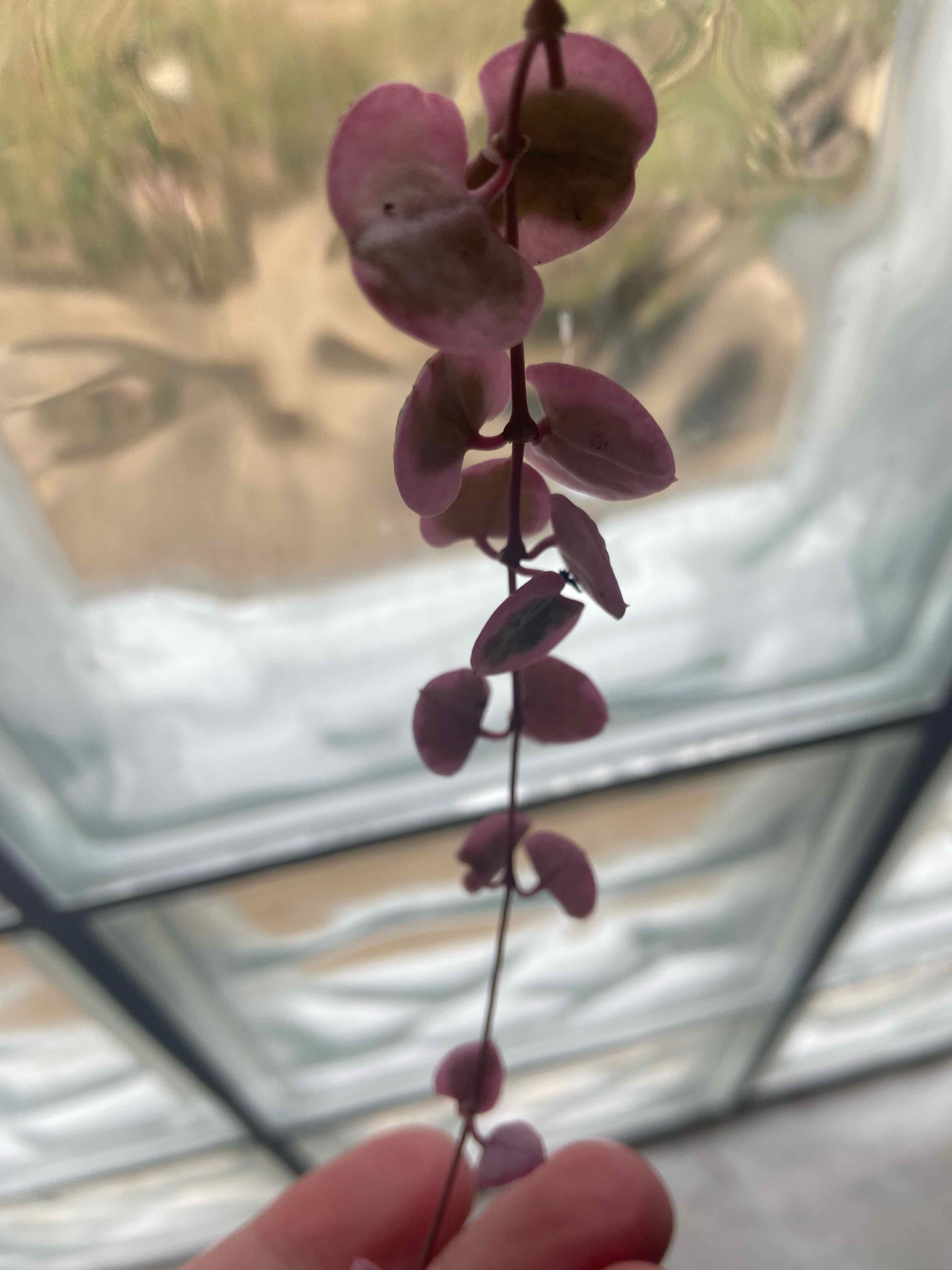 Variegated String of Hearts plant with visible leaves, held by a hand.