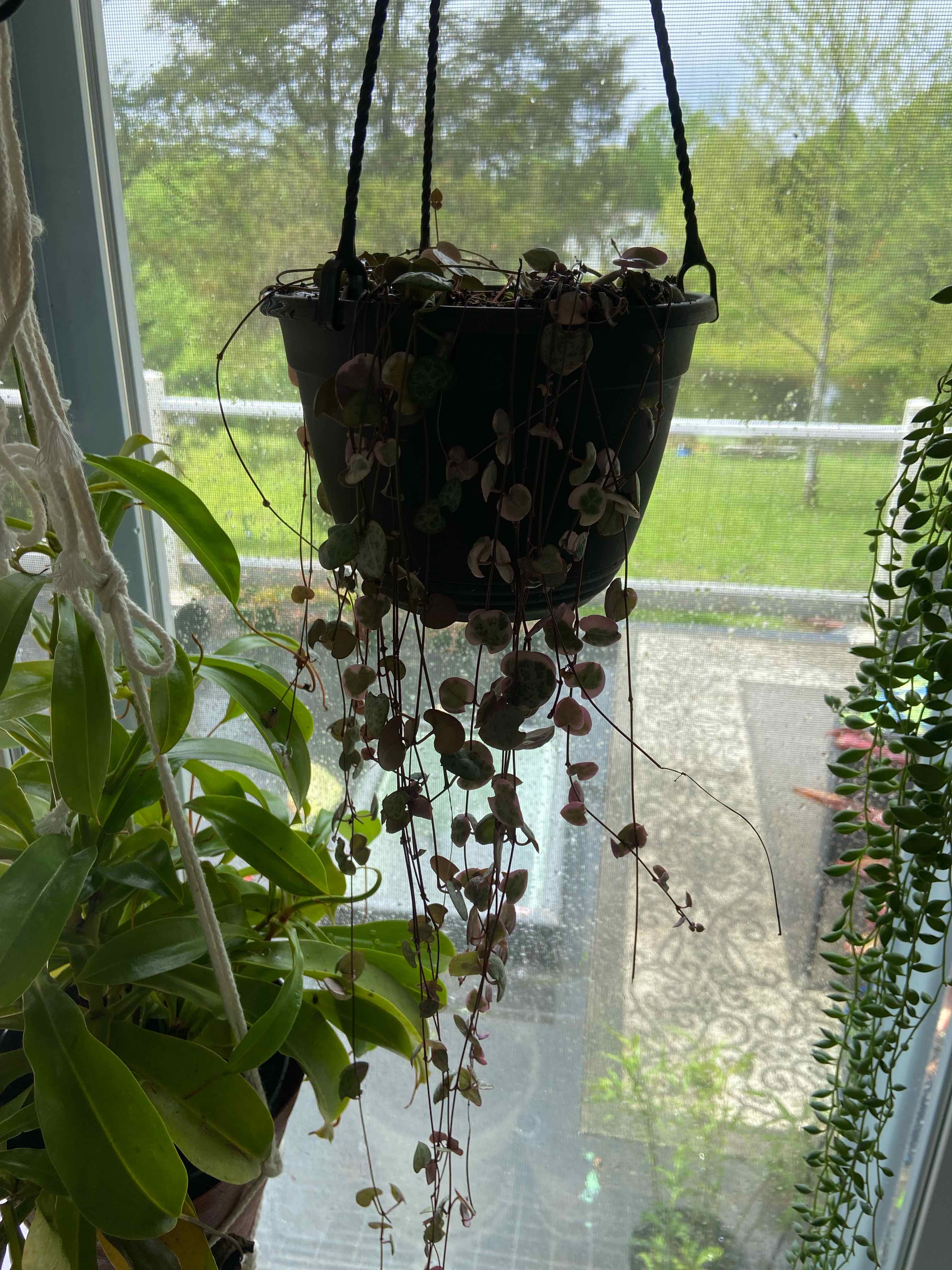 Variegated String of Hearts plant hanging in a pot, well-framed and healthy.