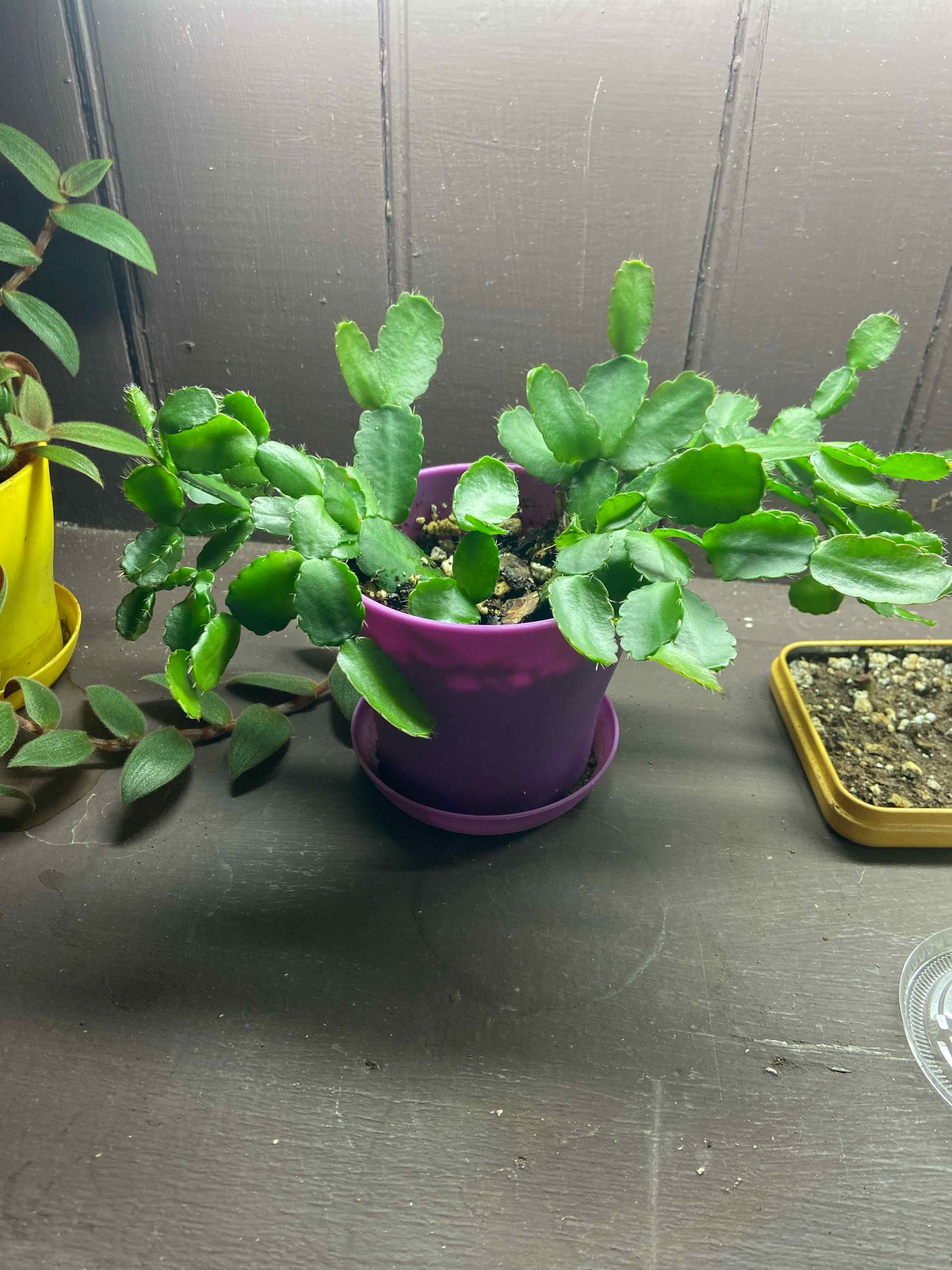 A healthy Easter Cactus in a purple pot with visible soil and green leaves.