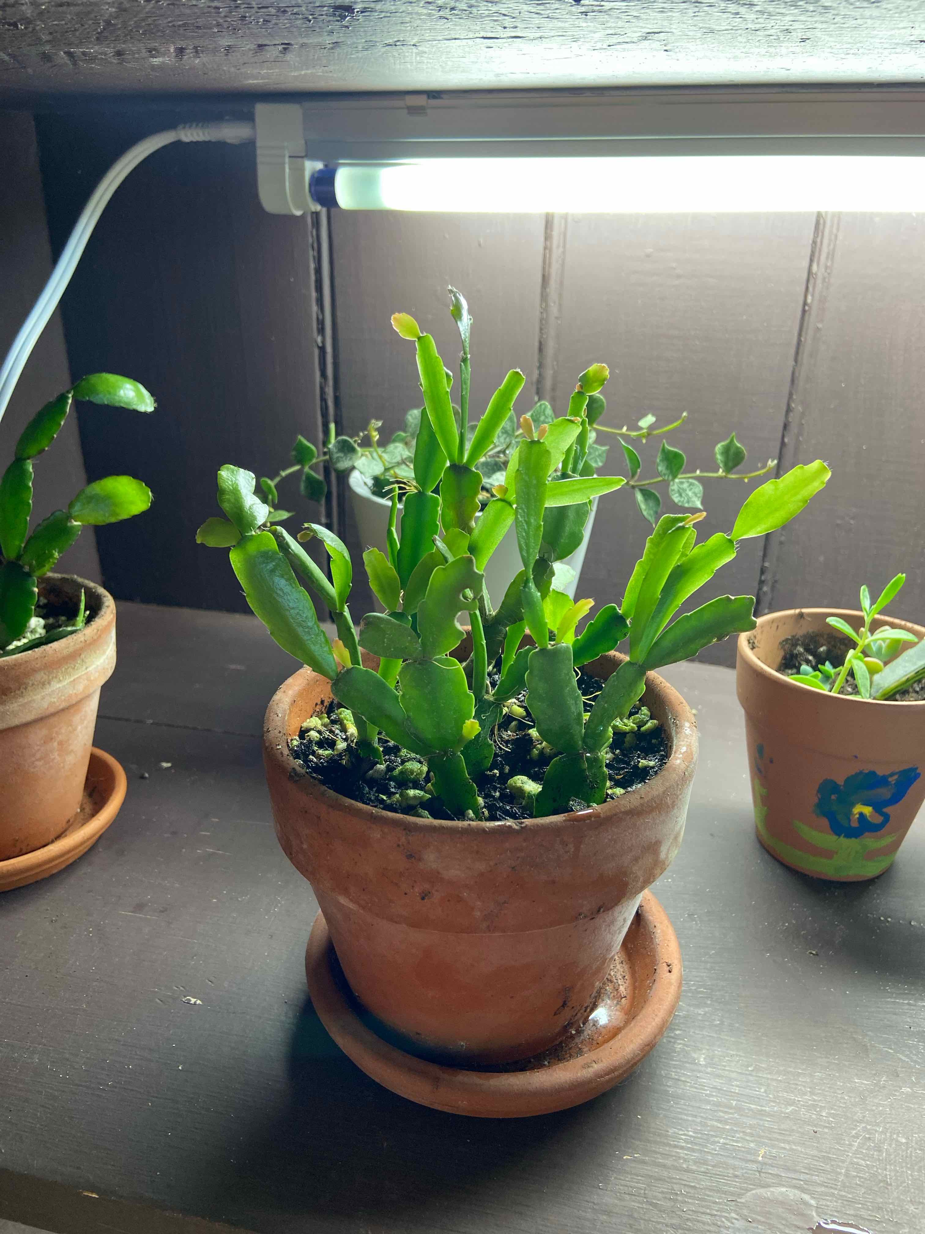 true Christmas Cactus in a pot under a grow light, with visible soil and healthy green leaves.