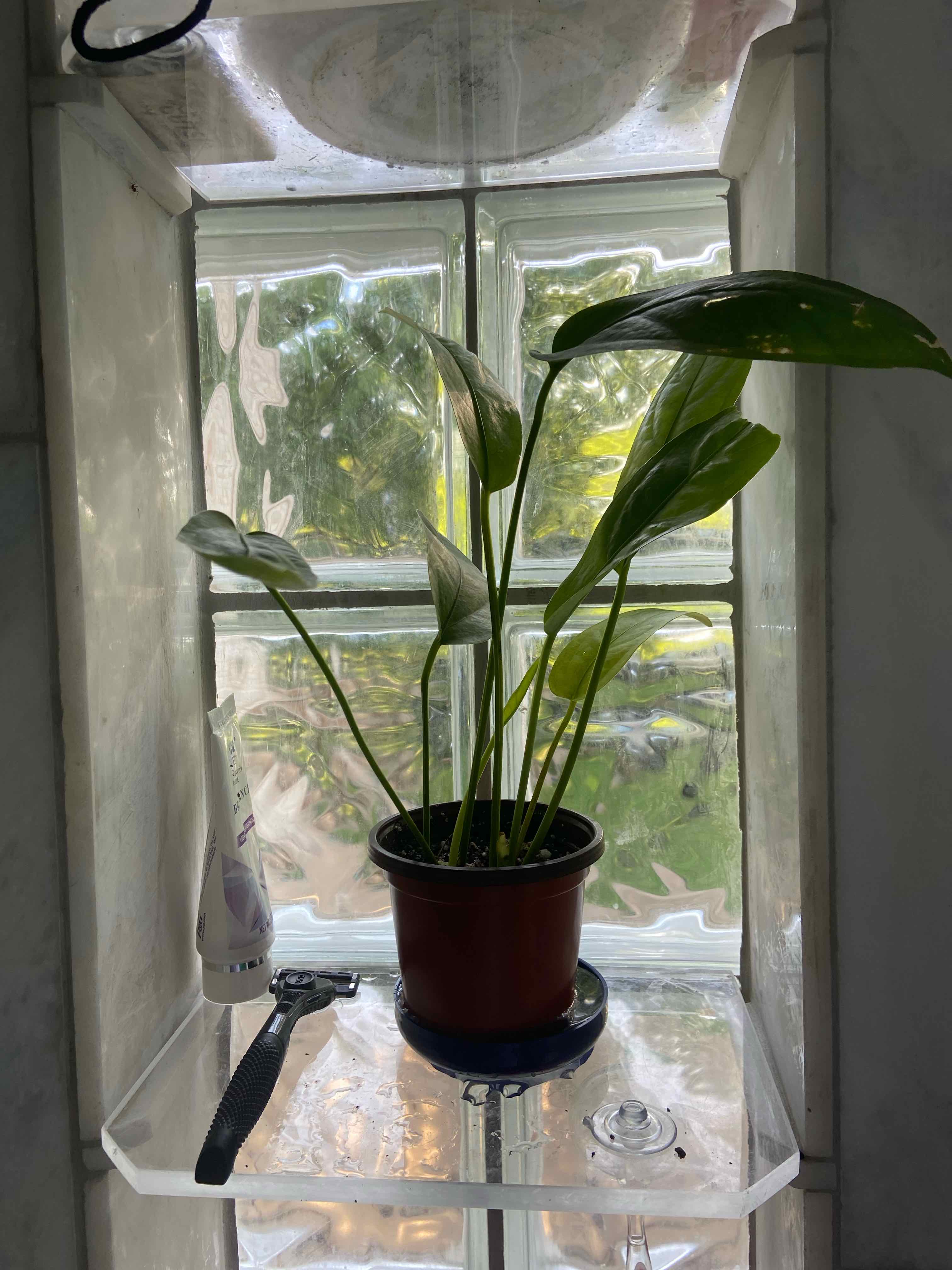 Bird's nest anthurium plant in a pot on a transparent shelf near a window.