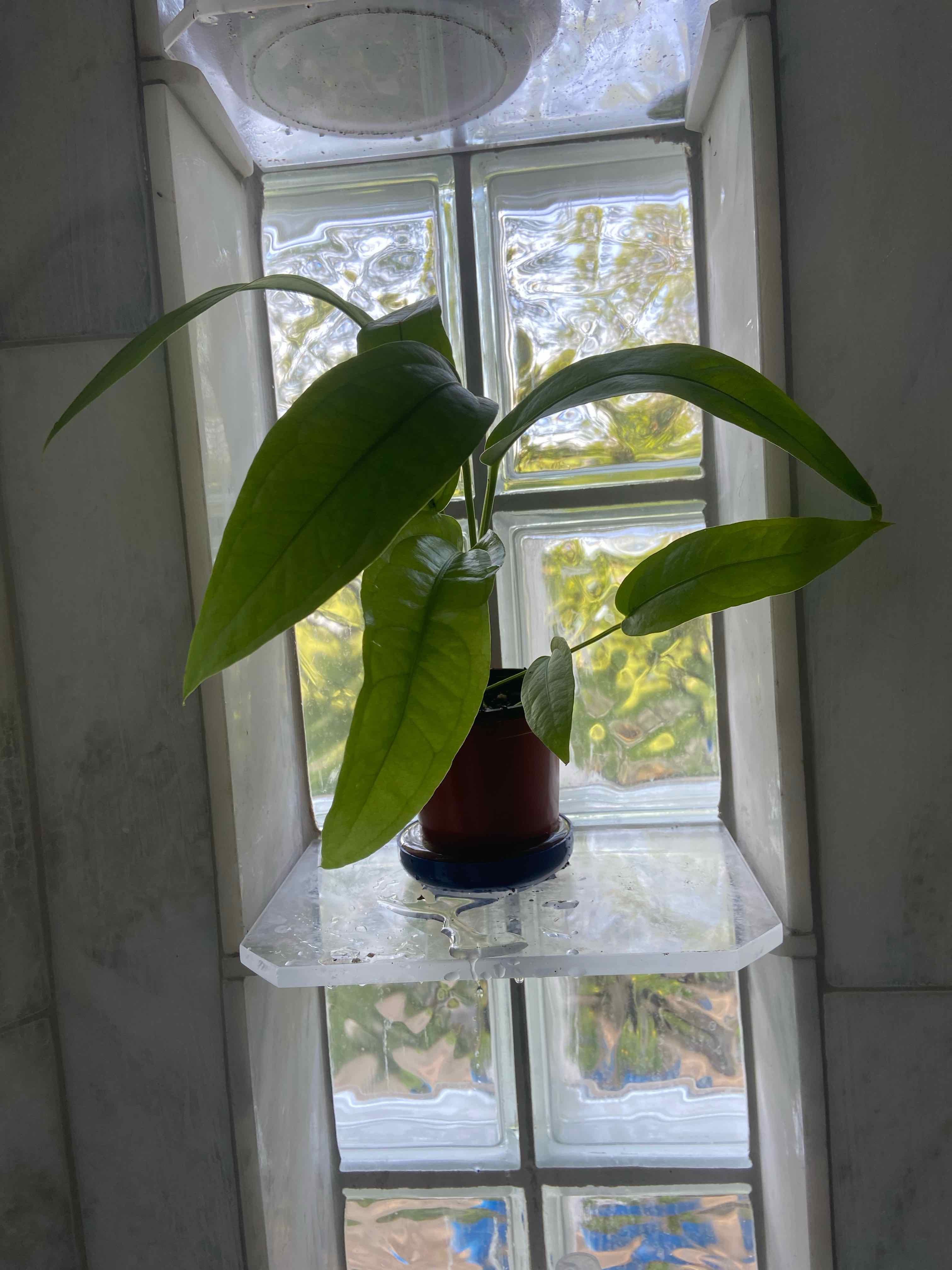 Bird's nest anthurium plant on a shelf against a glass block window.