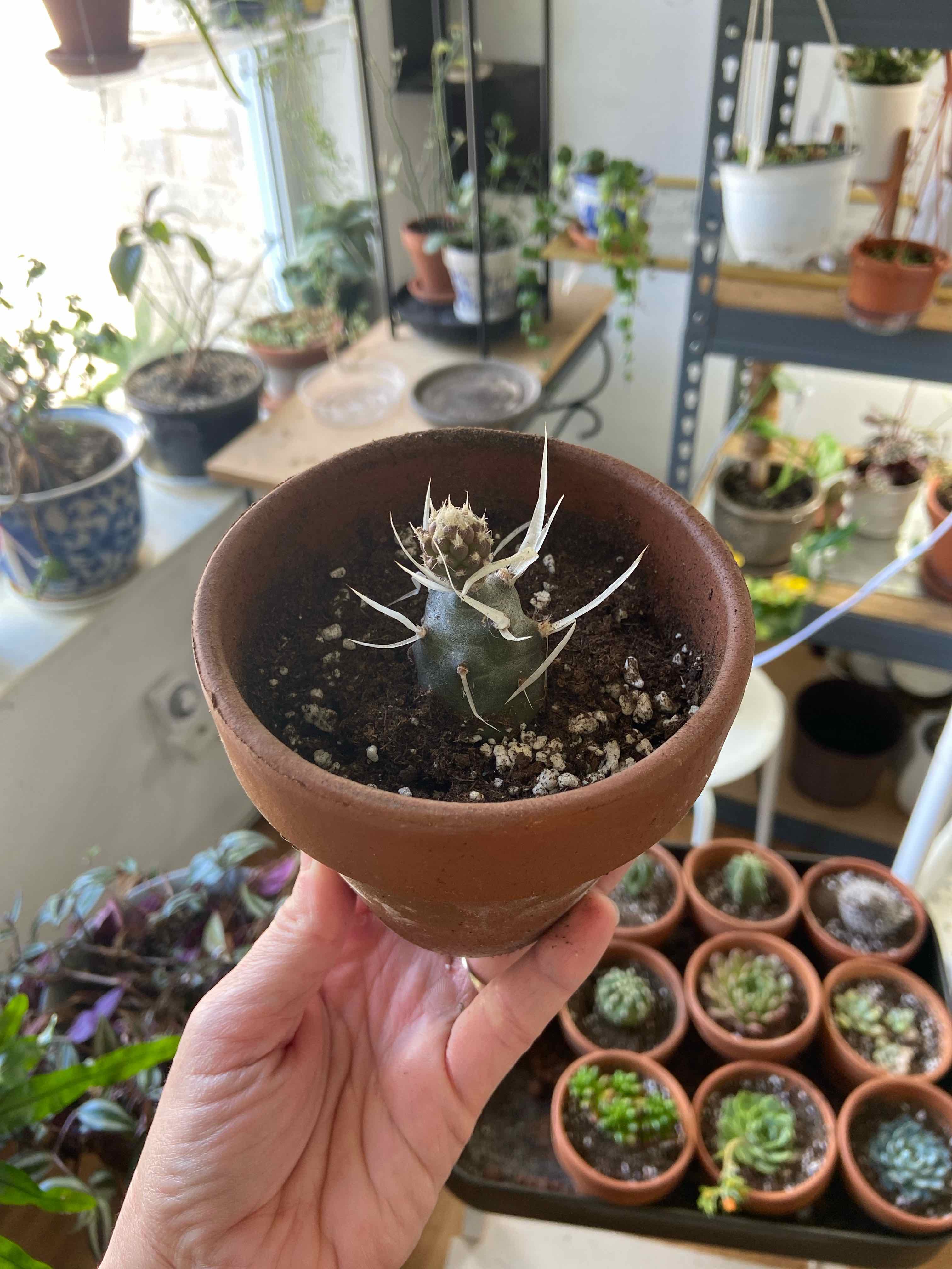 Paper Spine Cactus in a terracotta pot held by a hand, with other plants in the background.