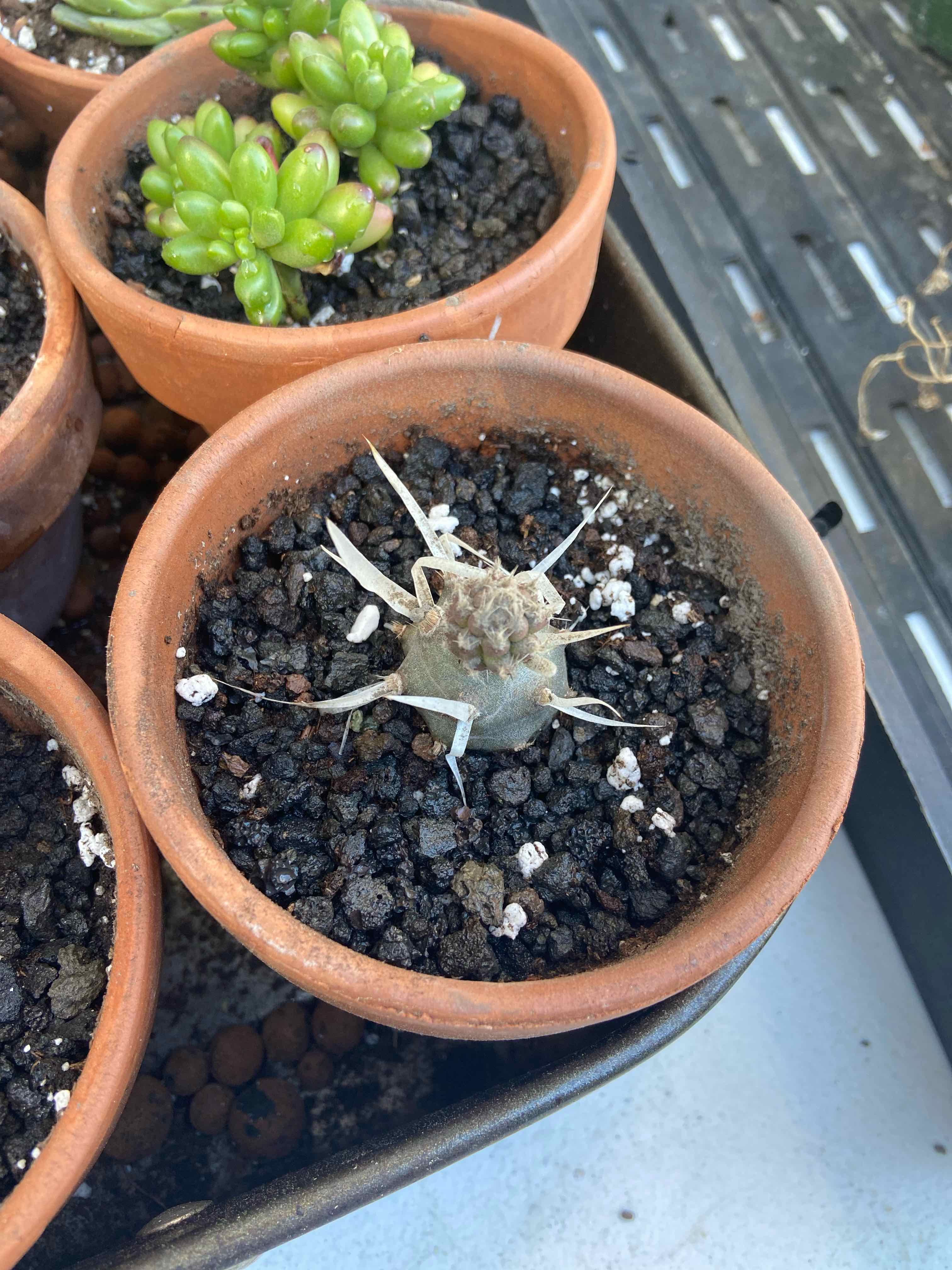 Paper Spine Cactus in a terracotta pot with visible soil and signs of poor health.