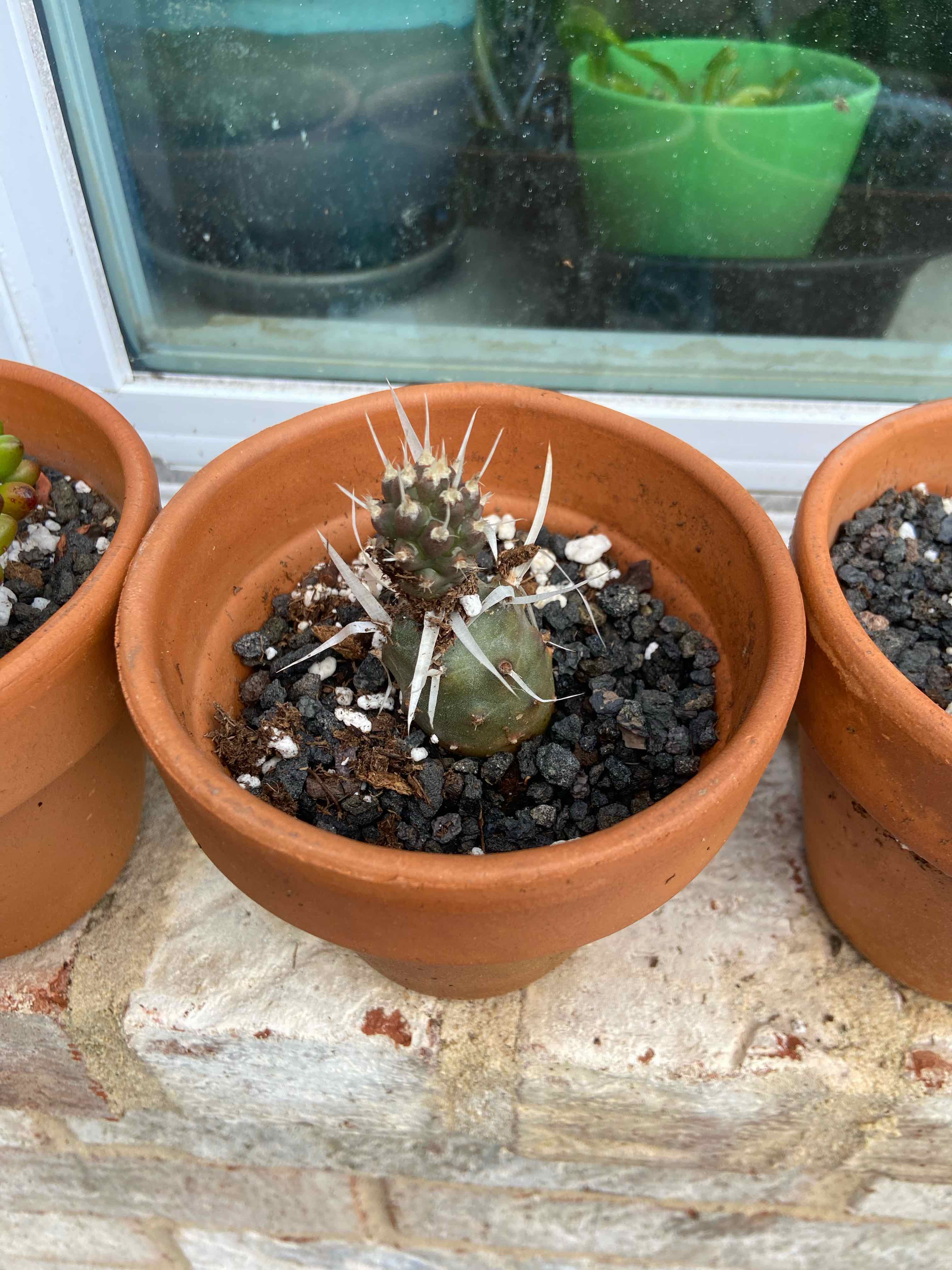 Paper Spine Cactus in a terracotta pot with visible spines and some discoloration.