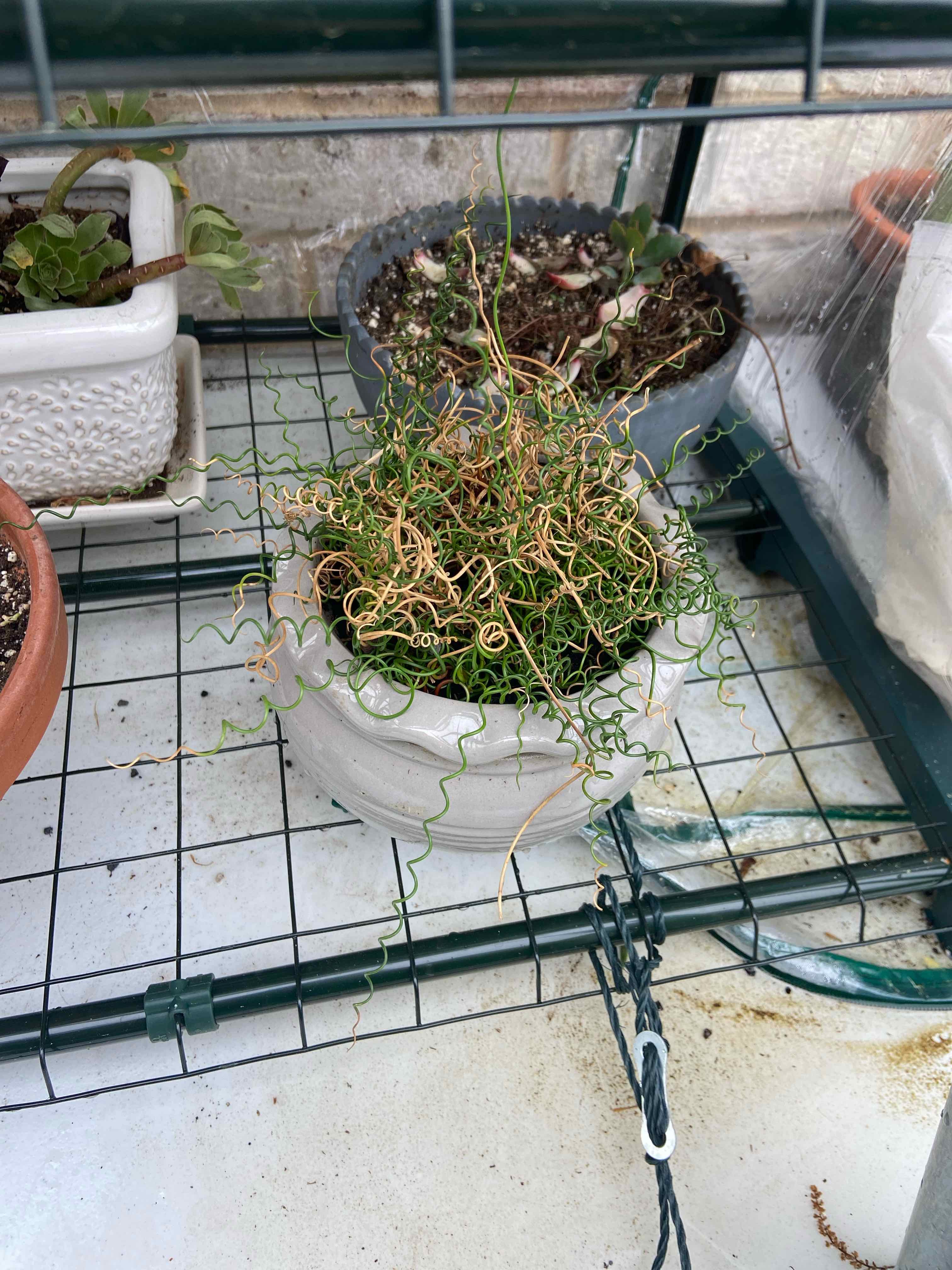 Corkscrew rush plant in a white pot with some yellowing and browning stems, placed on a wire shelf.