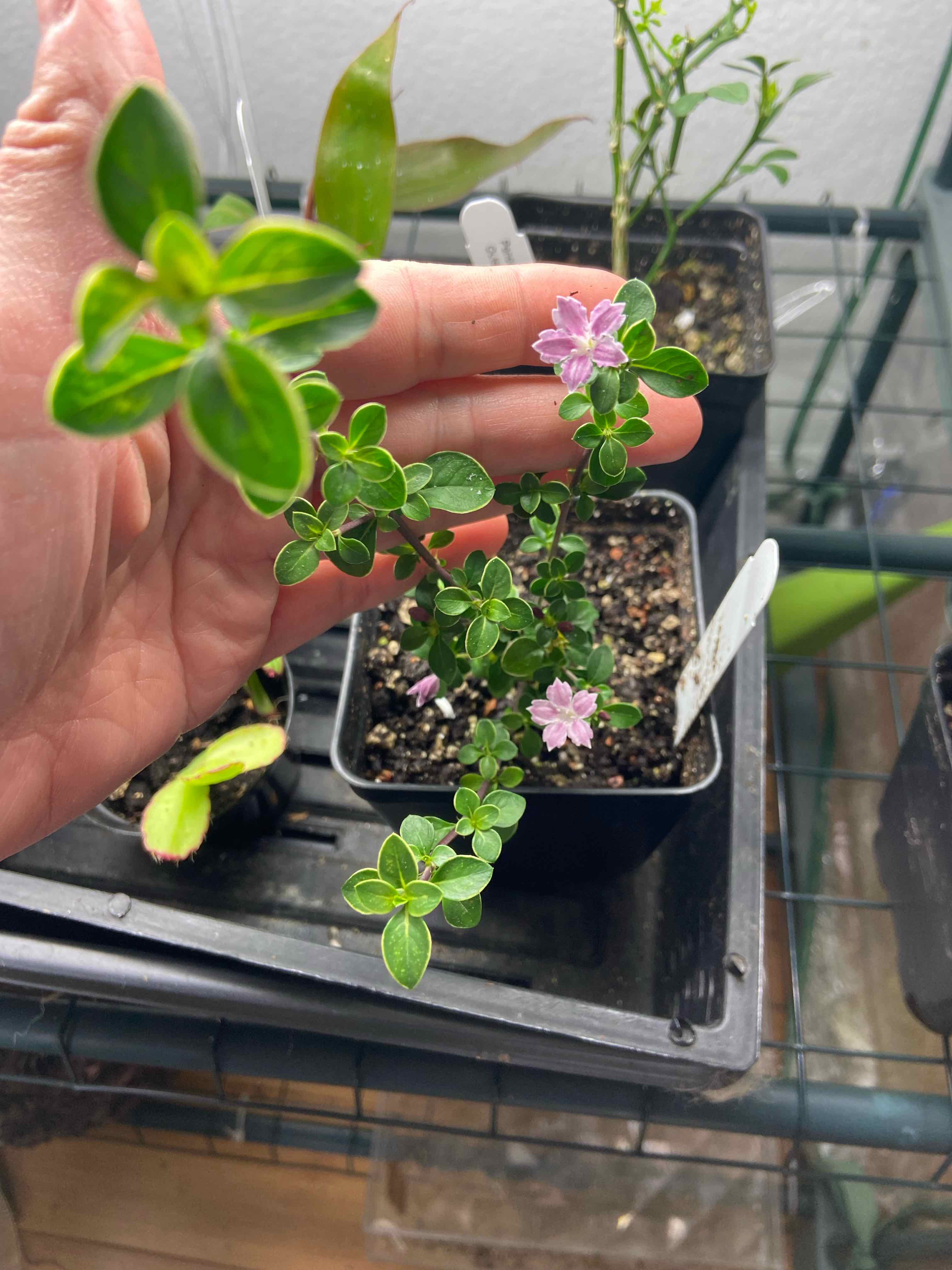 Snowrose plant with green leaves and pink flowers, held by a hand.