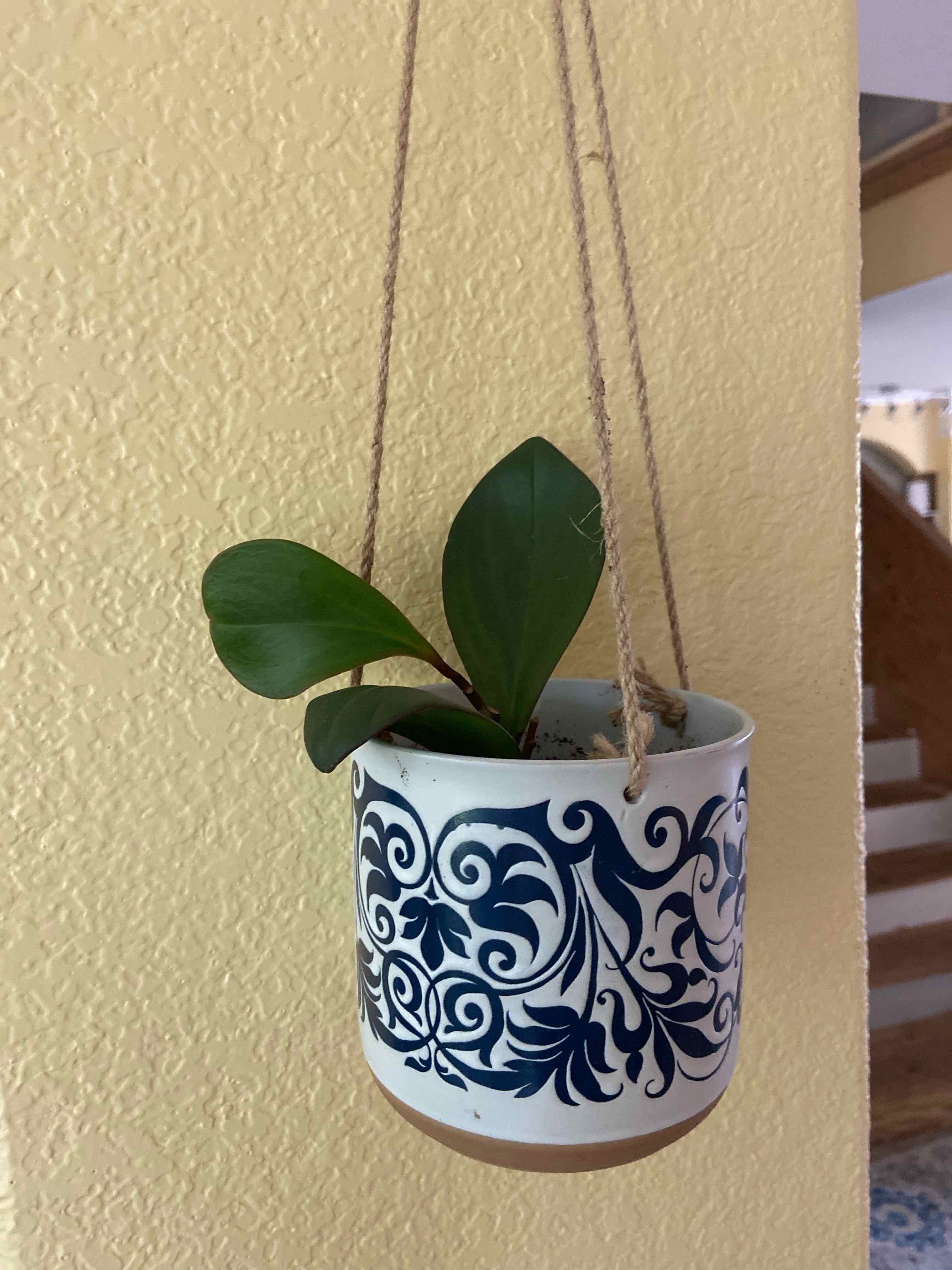 Peperomia Red Edge plant in a decorative hanging pot with green leaves.