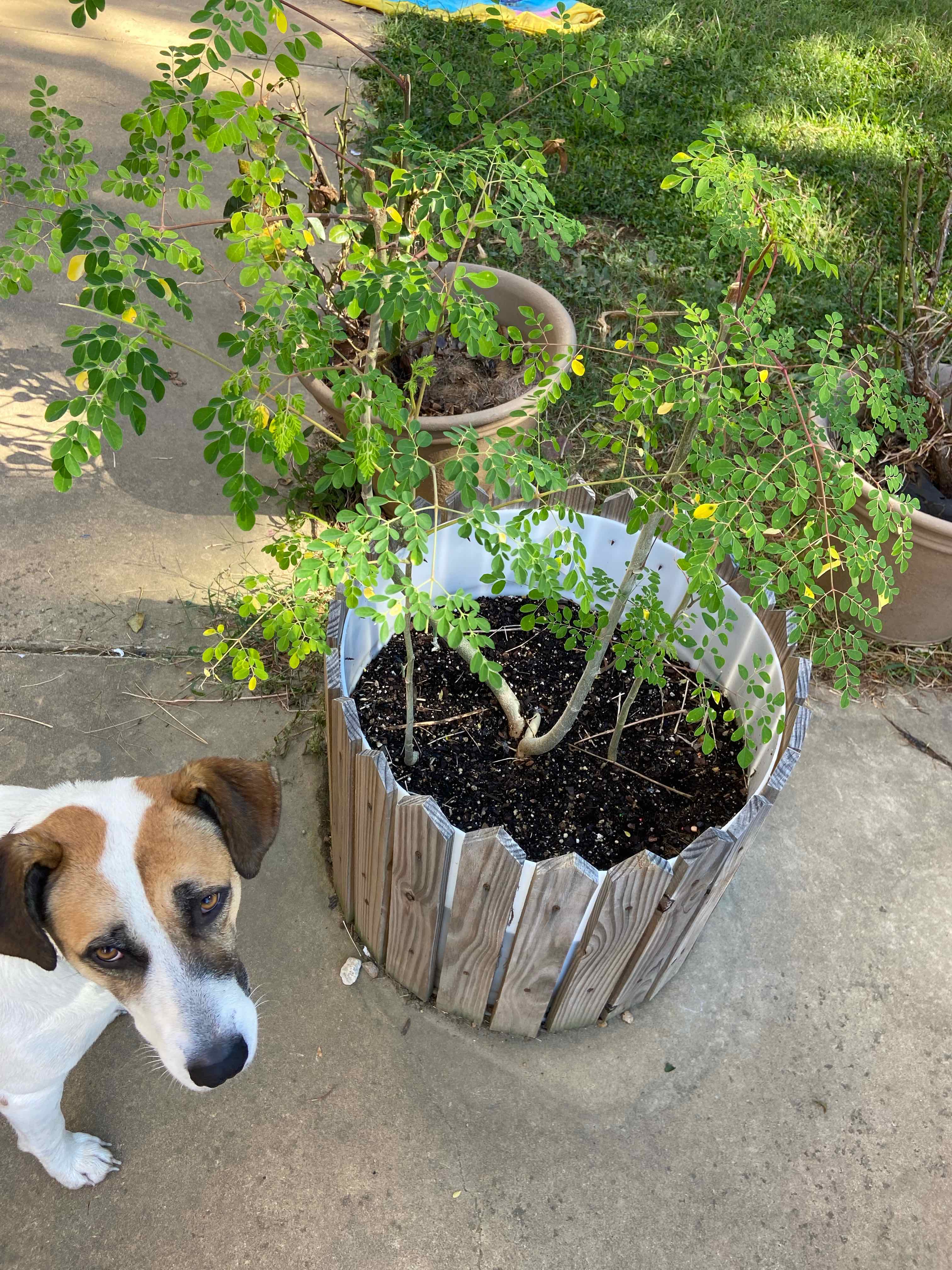 Plant care for Moringa rivae on Greg, the plant care app