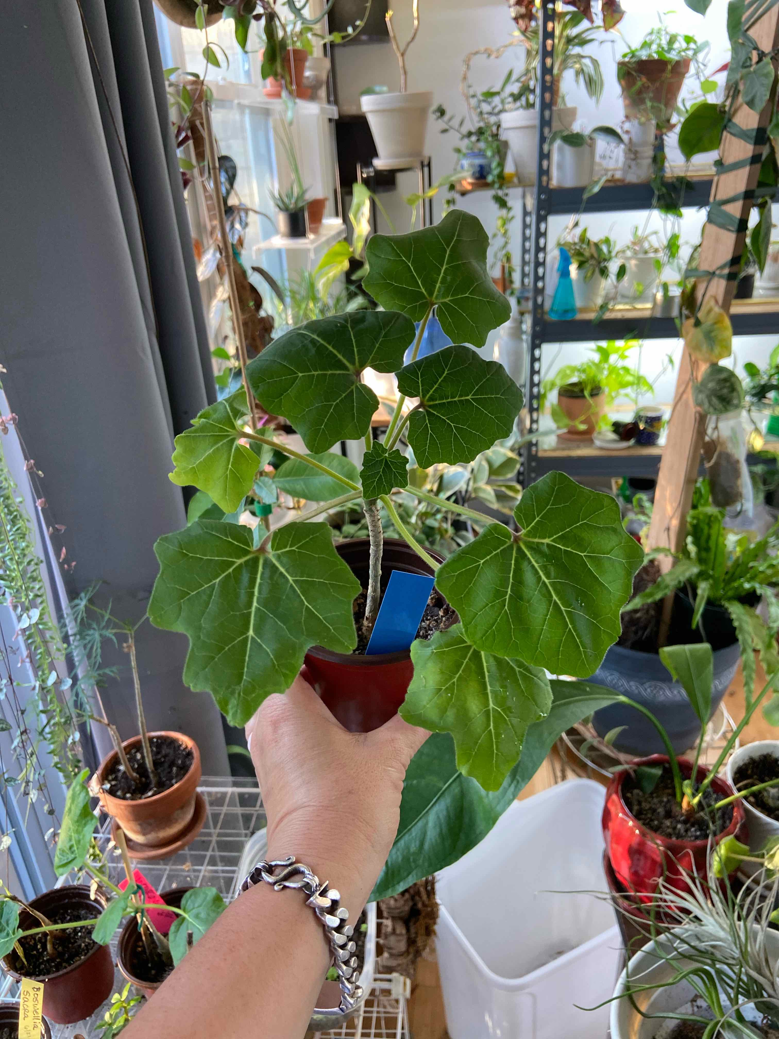 Plant care for Uncarina peltata on Greg, the plant care app